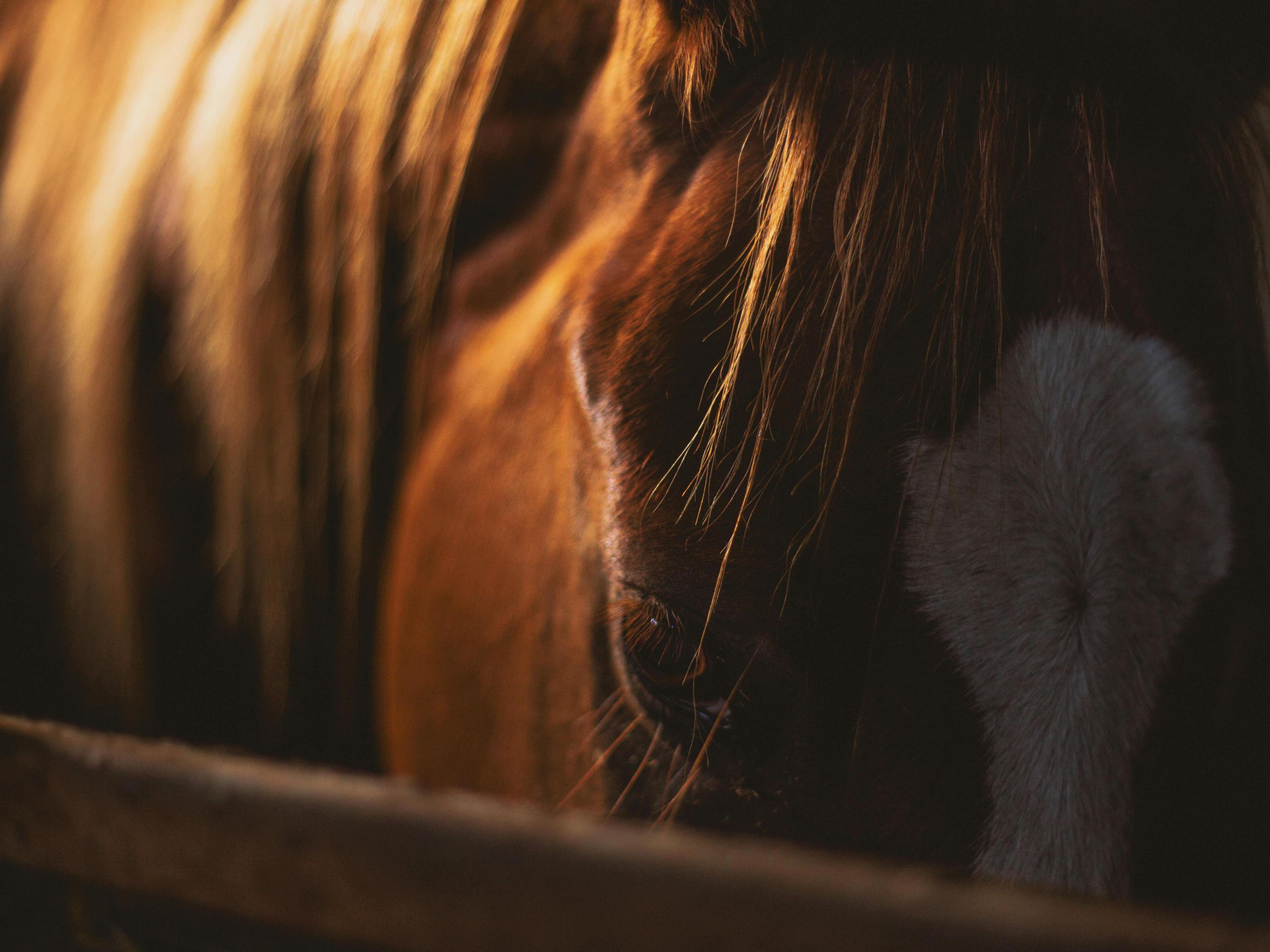 Feel the thrill of horse racing just around the corner! Our hotel is located near the historic Munich Riem racecourse – perfect for race day excitement, elegant events, or a peaceful stroll in scenic surroundings. A unique setting, right outside your door.