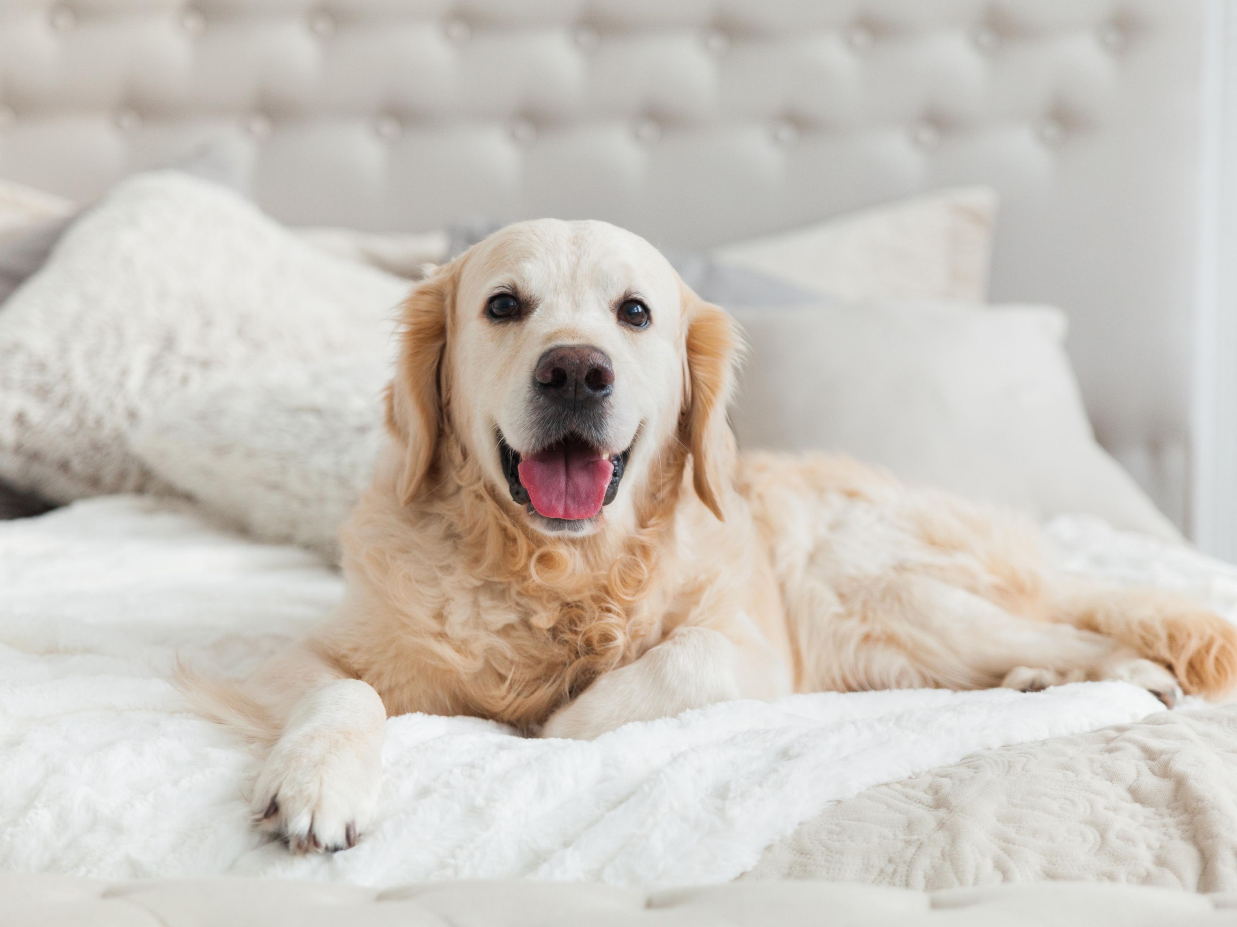 We know pets are family! That’s why we welcome your furry companions, ensuring a comfortable stay for both of you. We offer pet-friendly rooms in all categories, complete with blankets, bowls, and tasty treats (subject to availability). A surcharge applies per pet per night, while assistance dogs stay free of charge. Be sure to book in advance!