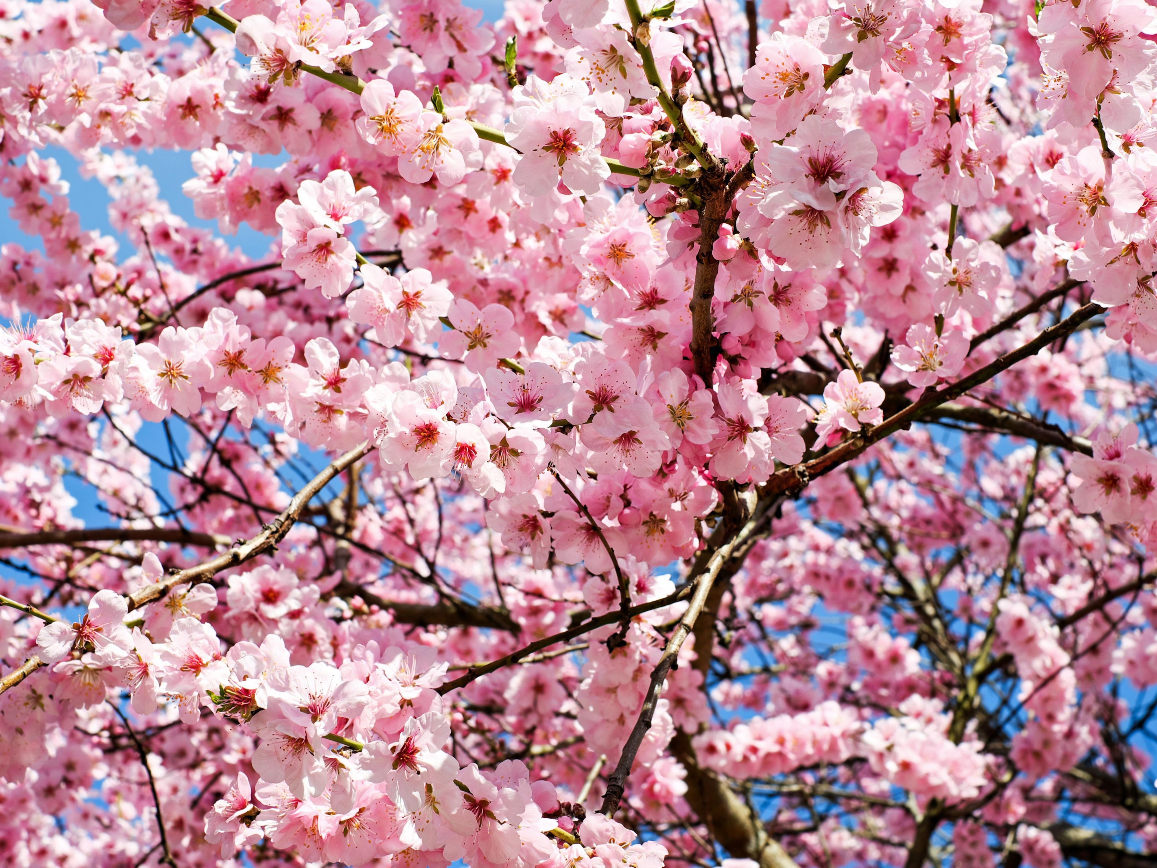 Visiting Berlin this spring? Don’t miss the Cherry Blossom Festival at Gärten der Welt! Just 10 km from our hotel, this vibrant event features traditional music, dance, and stunning cosplay costumes. A perfect highlight for your city trip! Book your stay now.