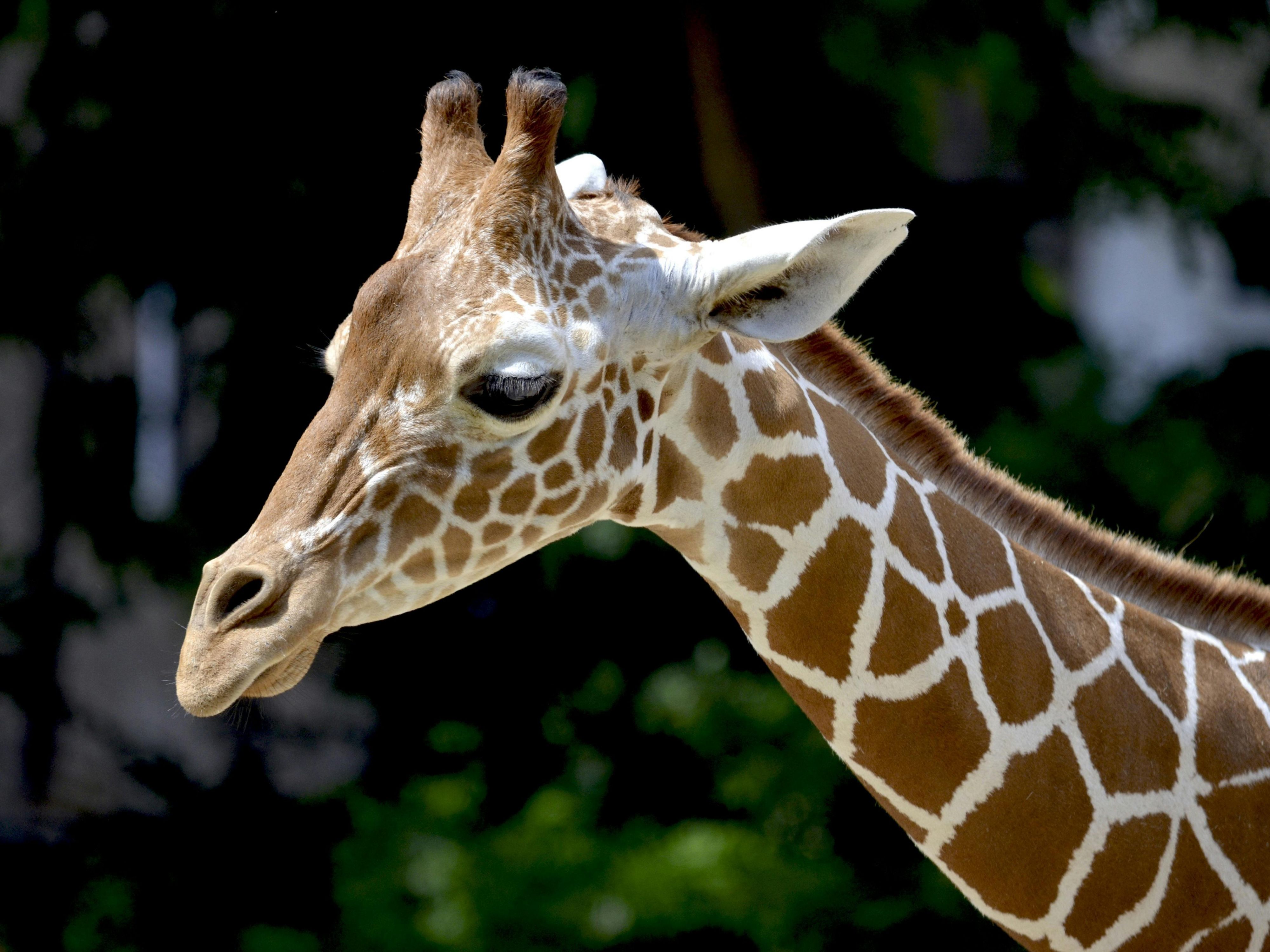 Visit the Opel Zoo in the Taunus and meet the enchanting giraffe calves! An unforgettable highlight for all ages. Stay at our hotel in Eschborn and look forward to this animal adventure! As a contrast, the modern city of Frankfurt awaits with its glass bank towers and charming half-timbered houses.