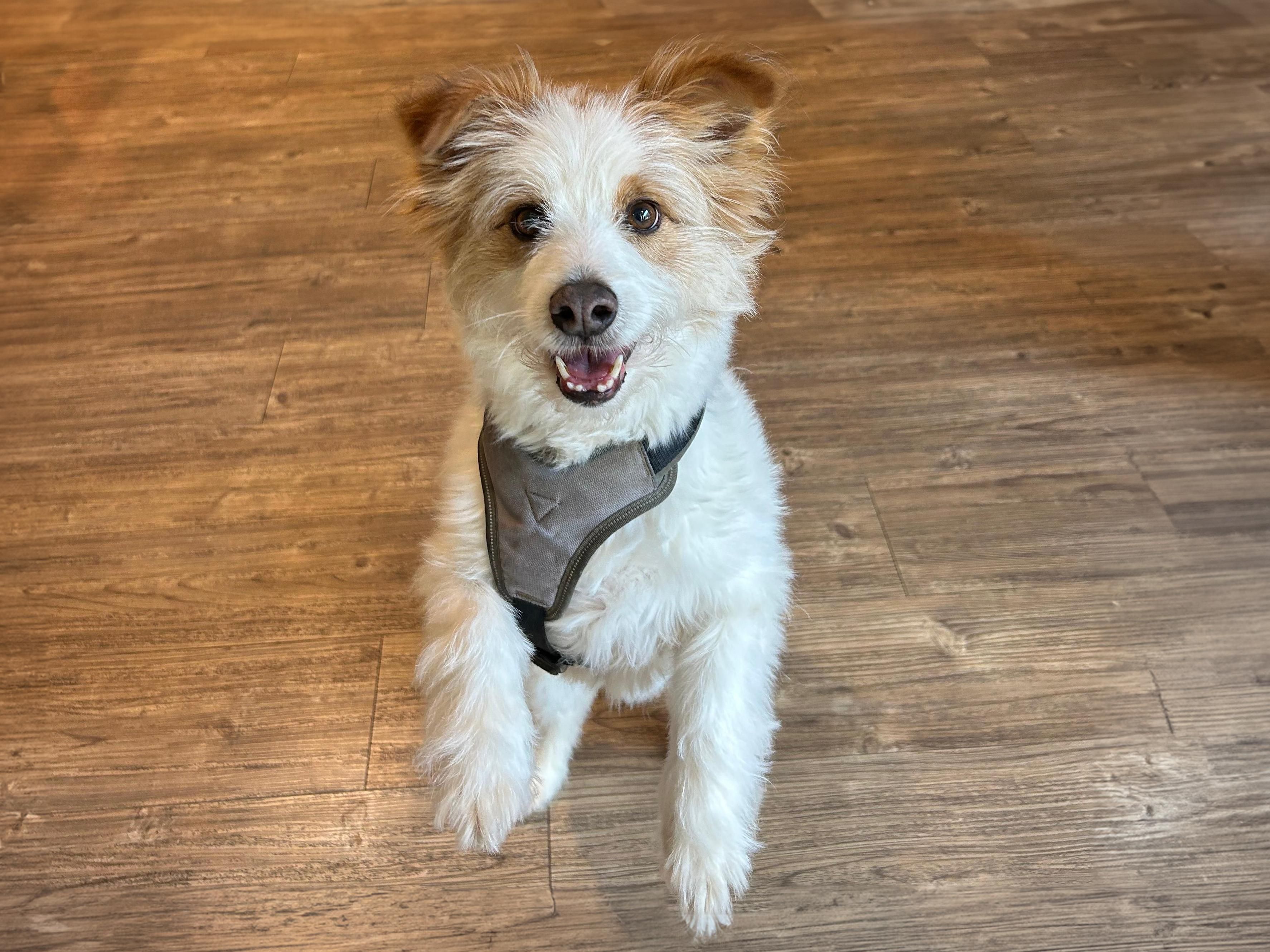 Right next to the reception, our dog station offers towels, cozy blankets, and feeding bowls available to borrow. Use our dog door hangers and treat your furry friend to delicious Königshappen goodies. Plus, a lovely park behind the hotel is perfect for walks!
