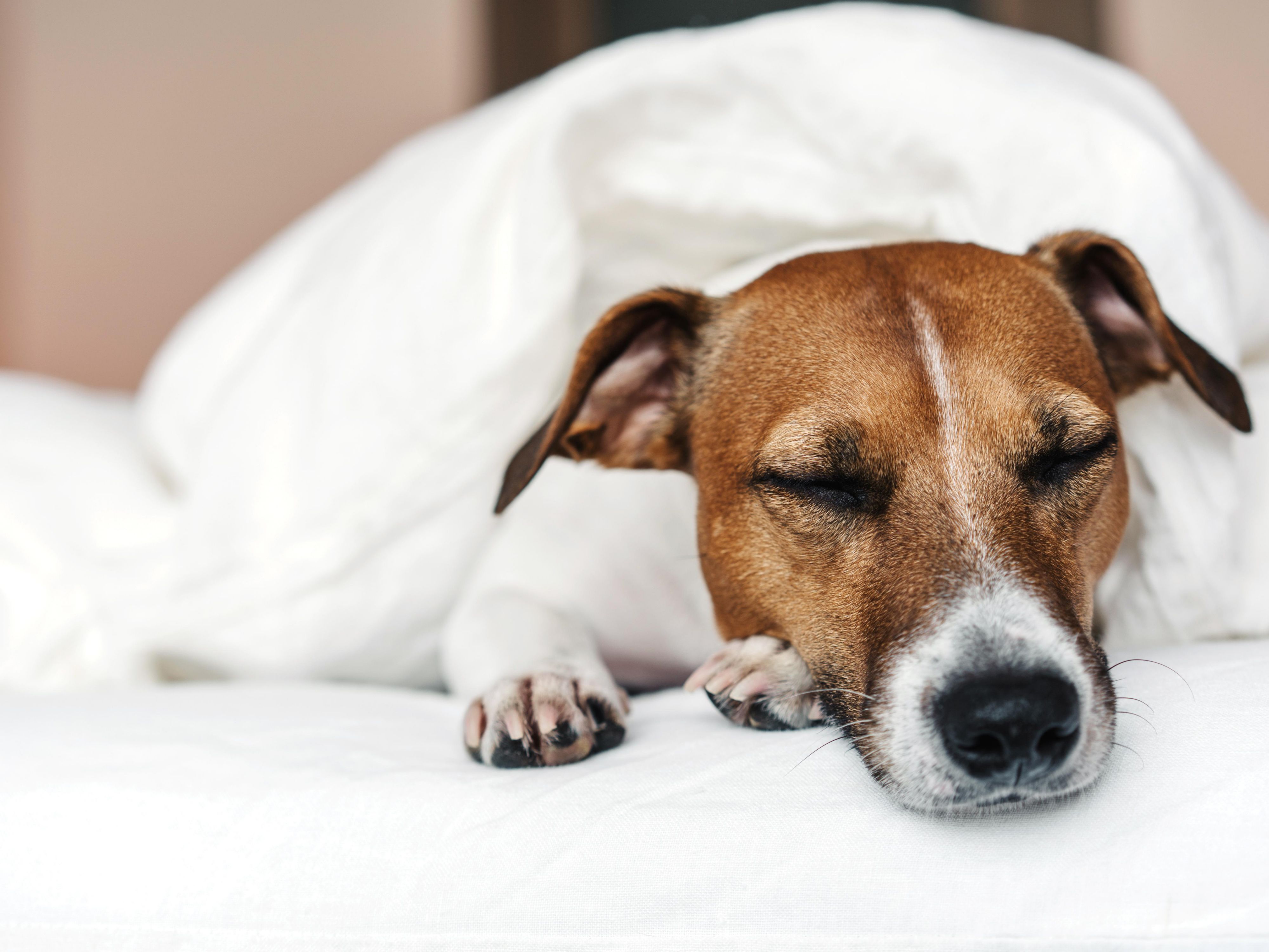 Stay pet-friendly at Holiday Inn – the niu, Kettle Stuttgart Vaihingen. Dogs are welcome in all ground-floor rooms for just €25 per night; assistance dogs stay free. Enjoy a relaxed, comfortable stay with your four-legged friend by your side at our Vaihingen hotel.