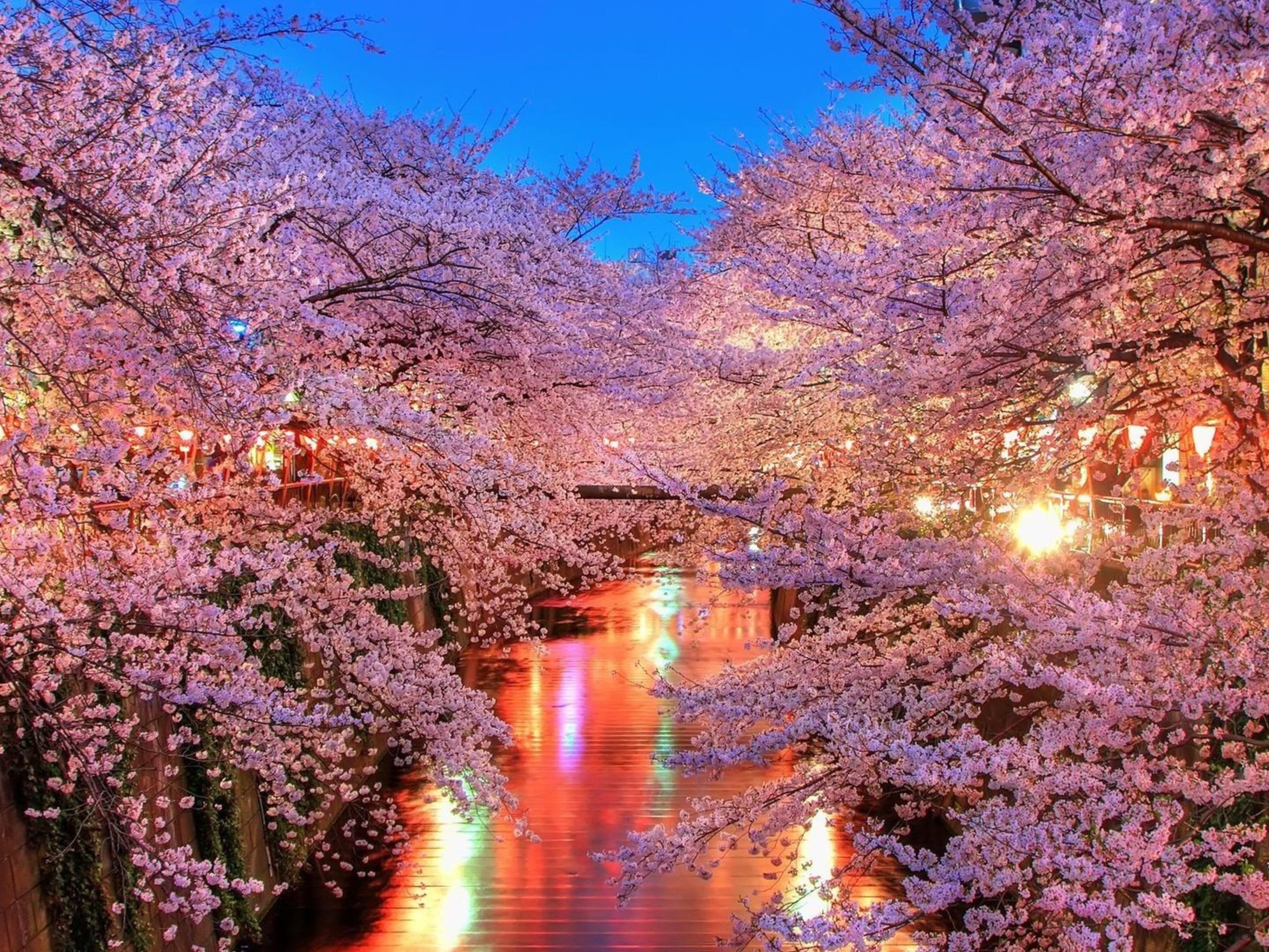 Experience the beauty of Cherry Blossom season in Washington, DC! Stay at our conveniently located hotel and enjoy easy access to the National Mall, Tidal Basin, and vibrant cherry blossom displays. Book your room now to witness the stunning blooms and participate in festival activities. It’s the perfect time to explore DC’s springtime charm! 