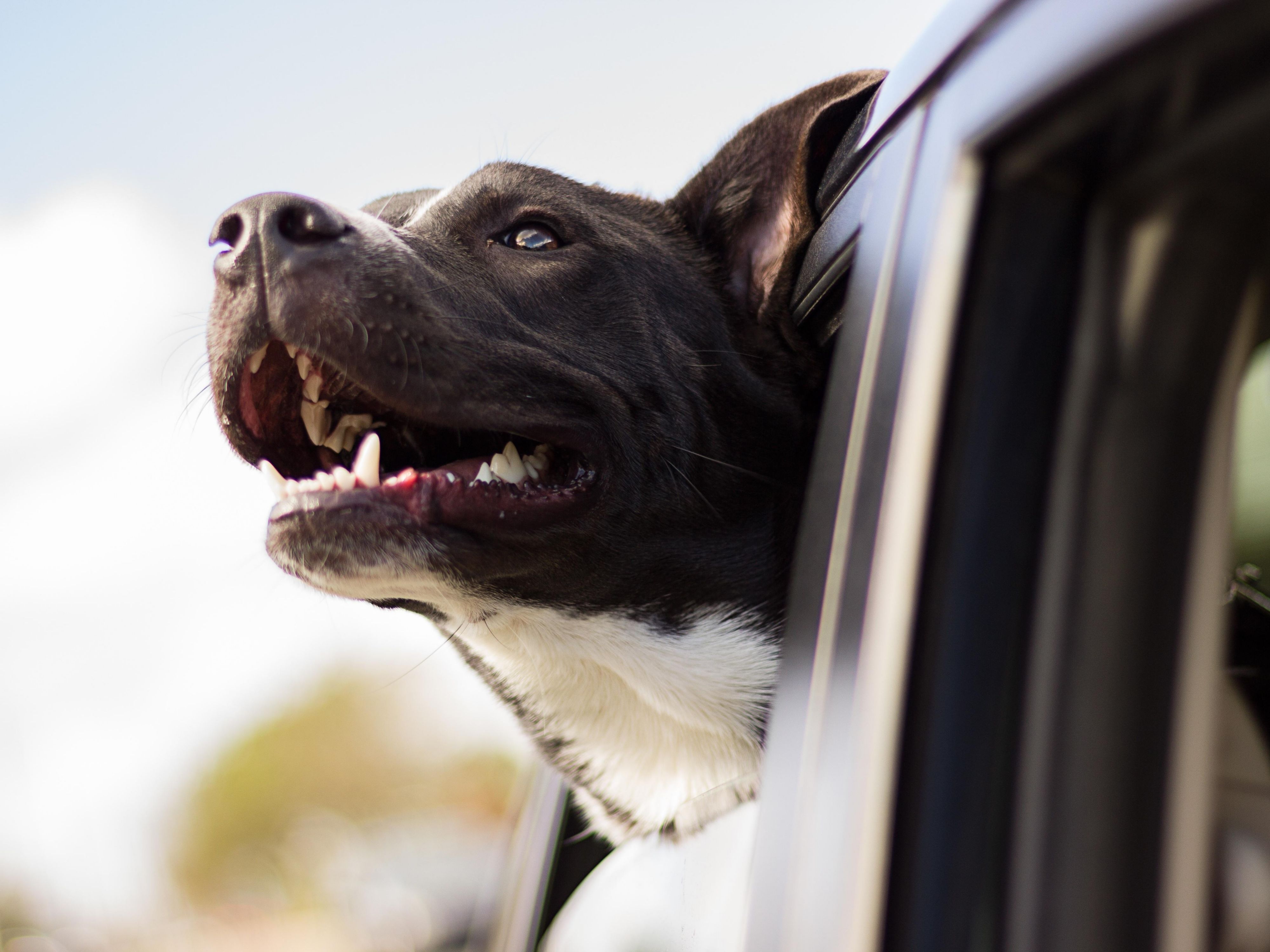 Bring your furry companion with you to the Holiday Inn of Bangor.  Affordable fee of $35 for up to 2 dogs for the length of your stay.  Grassy walking areas located at back of hotel.  Doggie treats available at the front desk.   
