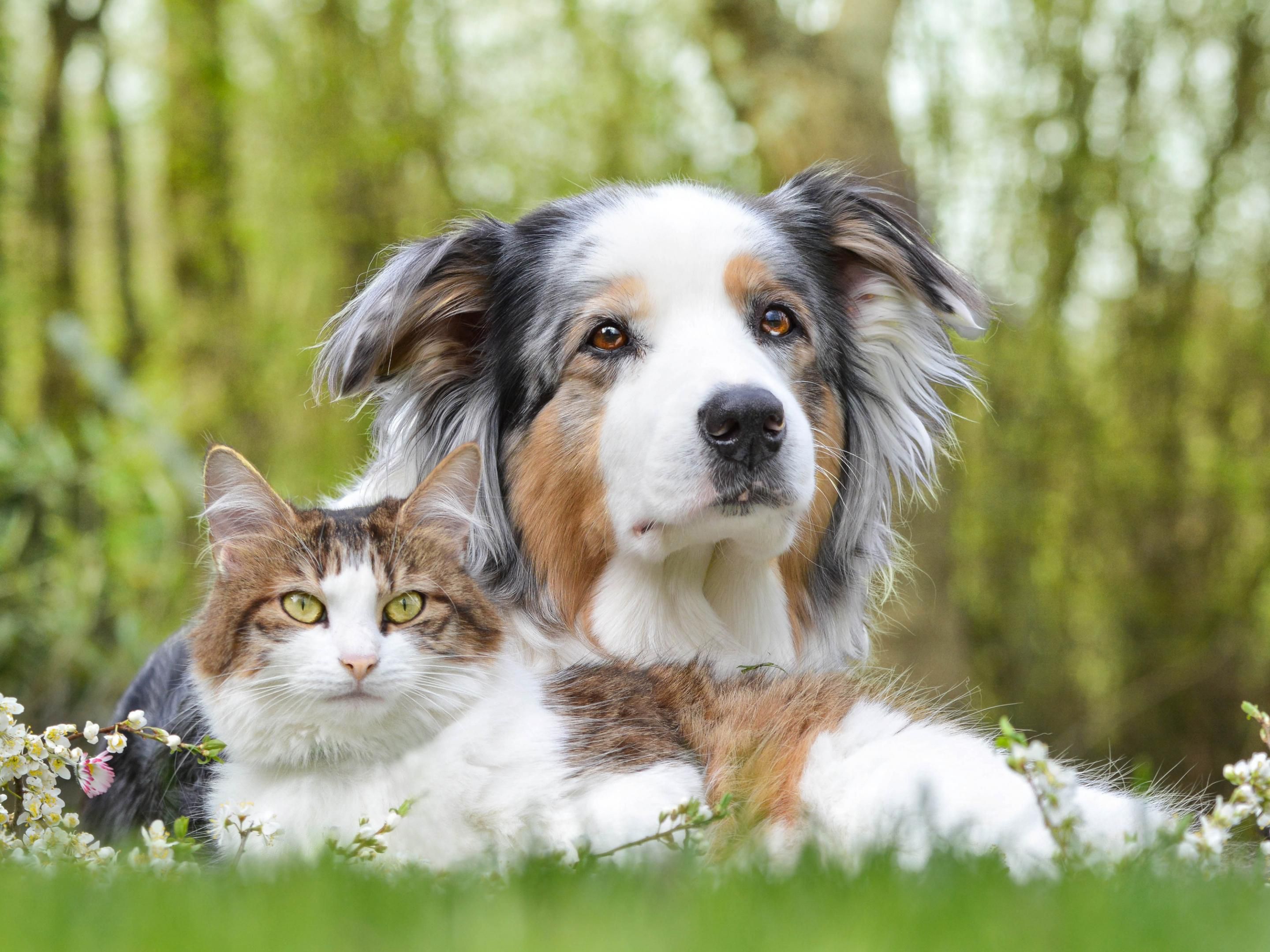 Bring along your furry friends (under 40 pounds) when visiting our pet-friendly hotel Baton Rouge, LA for a pet fee of $30 for the first night and $5 for each additional night. Service animals are allowed. A walking area for pets is available.