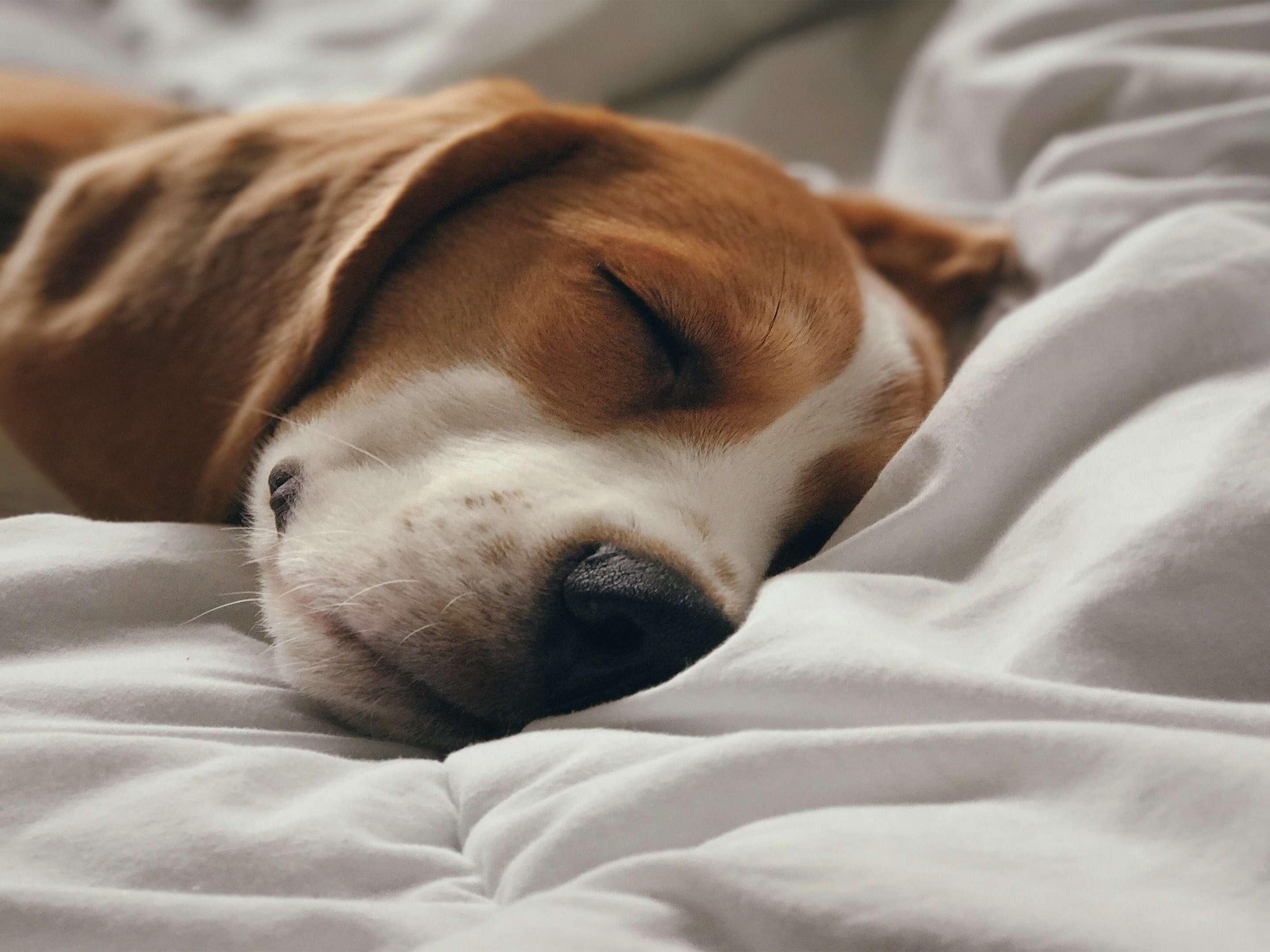 Bring along your furry friends (under 40 pounds) when visiting our pet-friendly hotel Baton Rouge, LA for a pet fee of $40 for the first night and $5 for each additional night. Service animals are allowed. A walking area for pets is available.