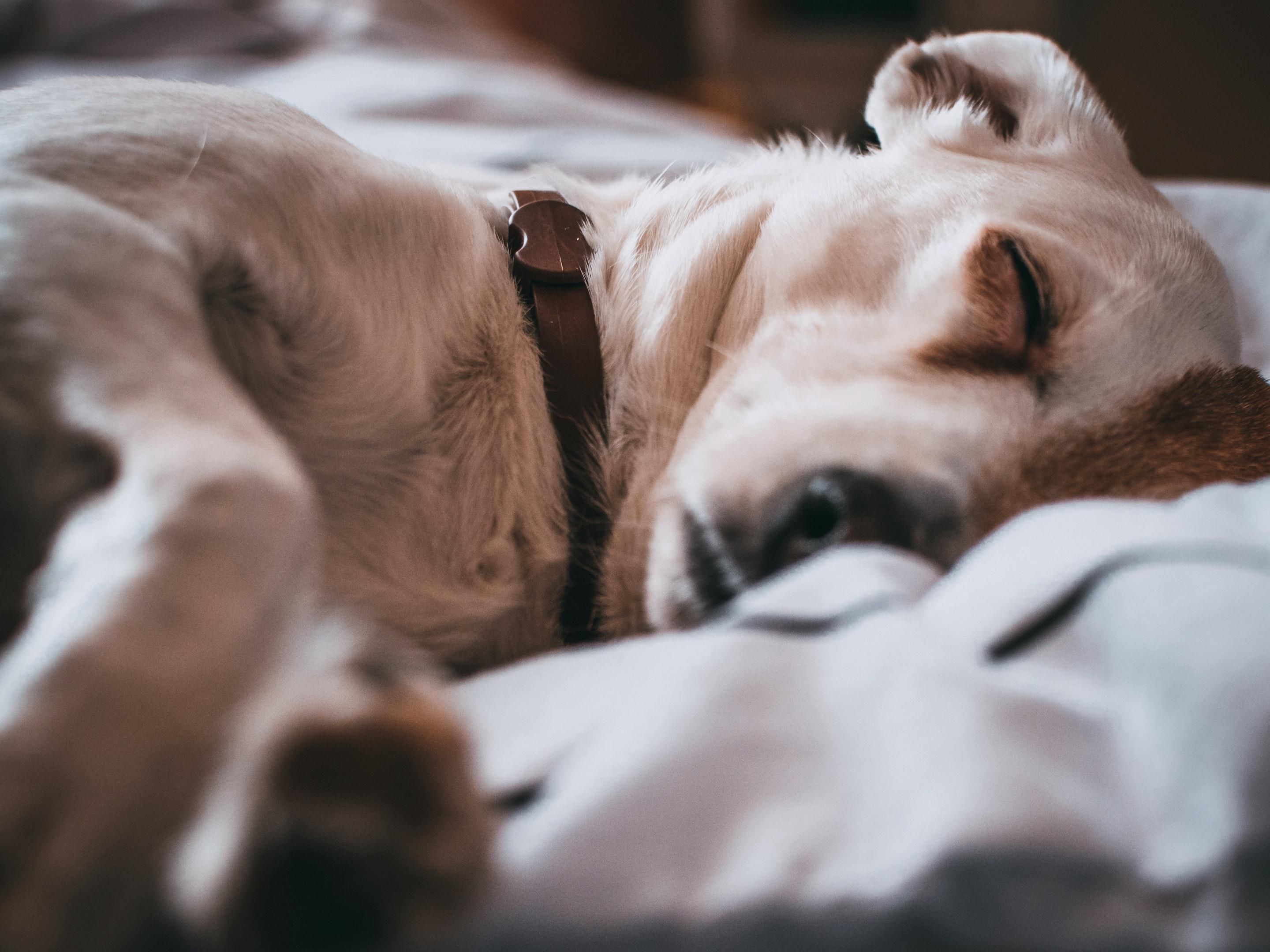 We make your pet feel right at home at the Holiday Inn Dallas DFW Airport Area West. Welcoming all pets under 50 lbs. with a non refundable pet deposit of $75.00. Offering plenty of green space for dog walking!
