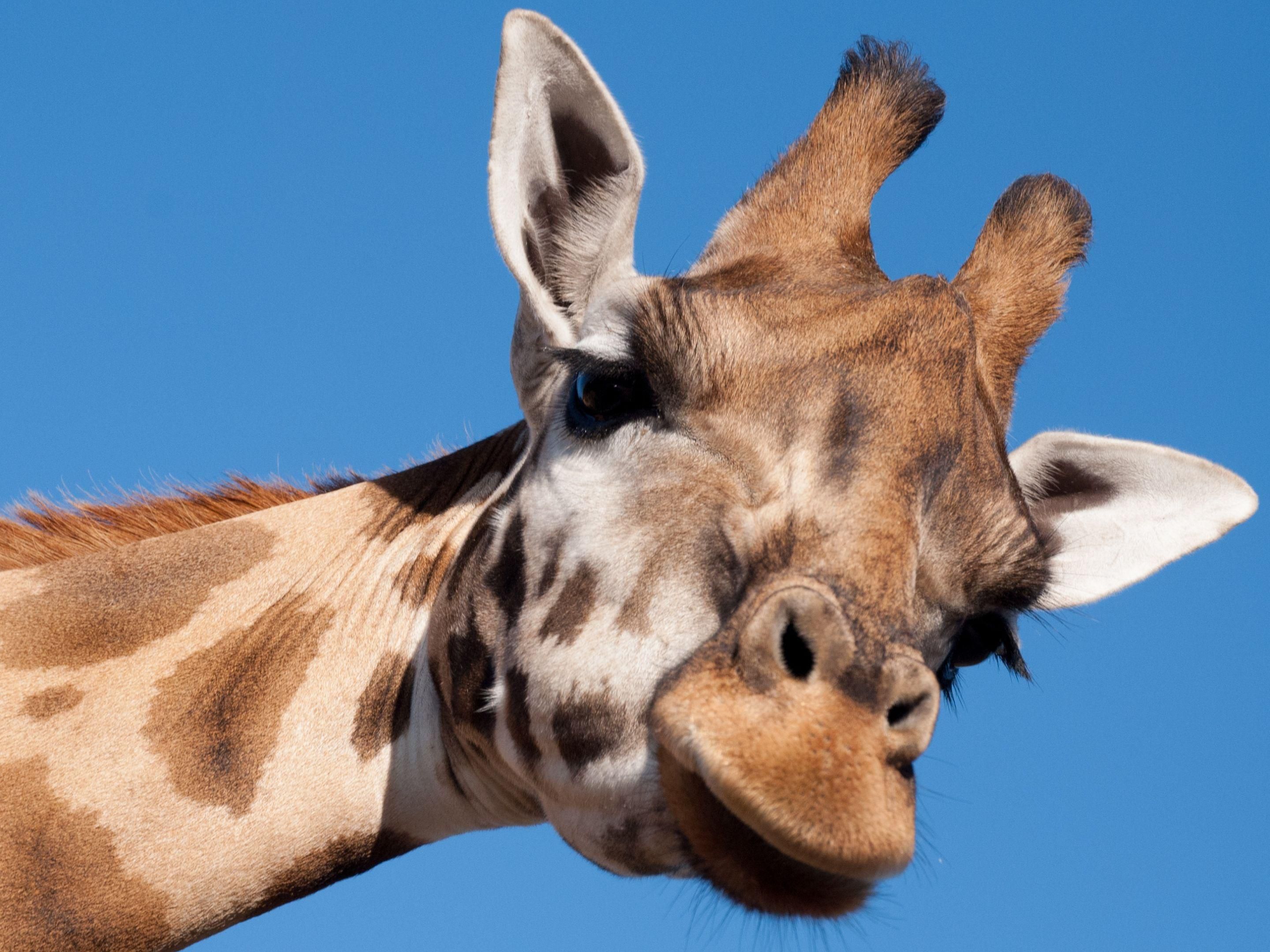 Es gibt so viele Sehenswürdigkeiten in der Nähe von Chester, dass unser Hotel ein idealer Ausgangspunkt ist, um die Gegend zu erkunden. Dazu gehören die Chester Racecourse, die Chester Cathedral, den Chester Zoo, das Cheshire Oaks Sale Village, das Blue Planet Aquarium und vieles mehr! Wenn Sie nicht überstürzt werden möchten, tauchen Sie ein in den Pool oder gönnen Sie sich einen Snack in der Open Lobby.