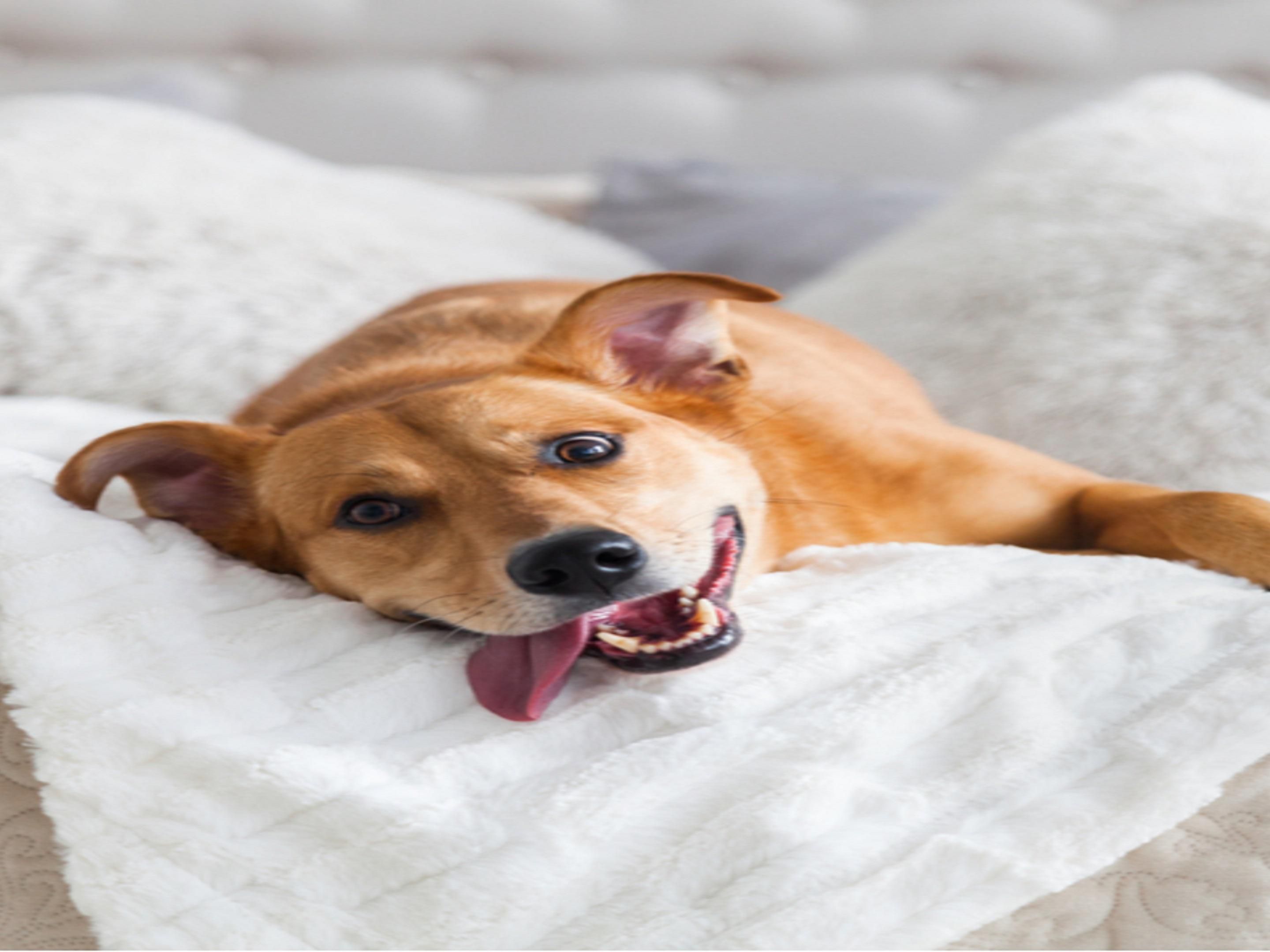 We know that 87% of us take our dogs away on holiday with us. Why not visit us here in Coventry and bring along your beloved pet! There are plenty of fields and parks such as Ryton Pool Country Park nearby to visit, ensuring your pup has as good a stay with us as you will. 