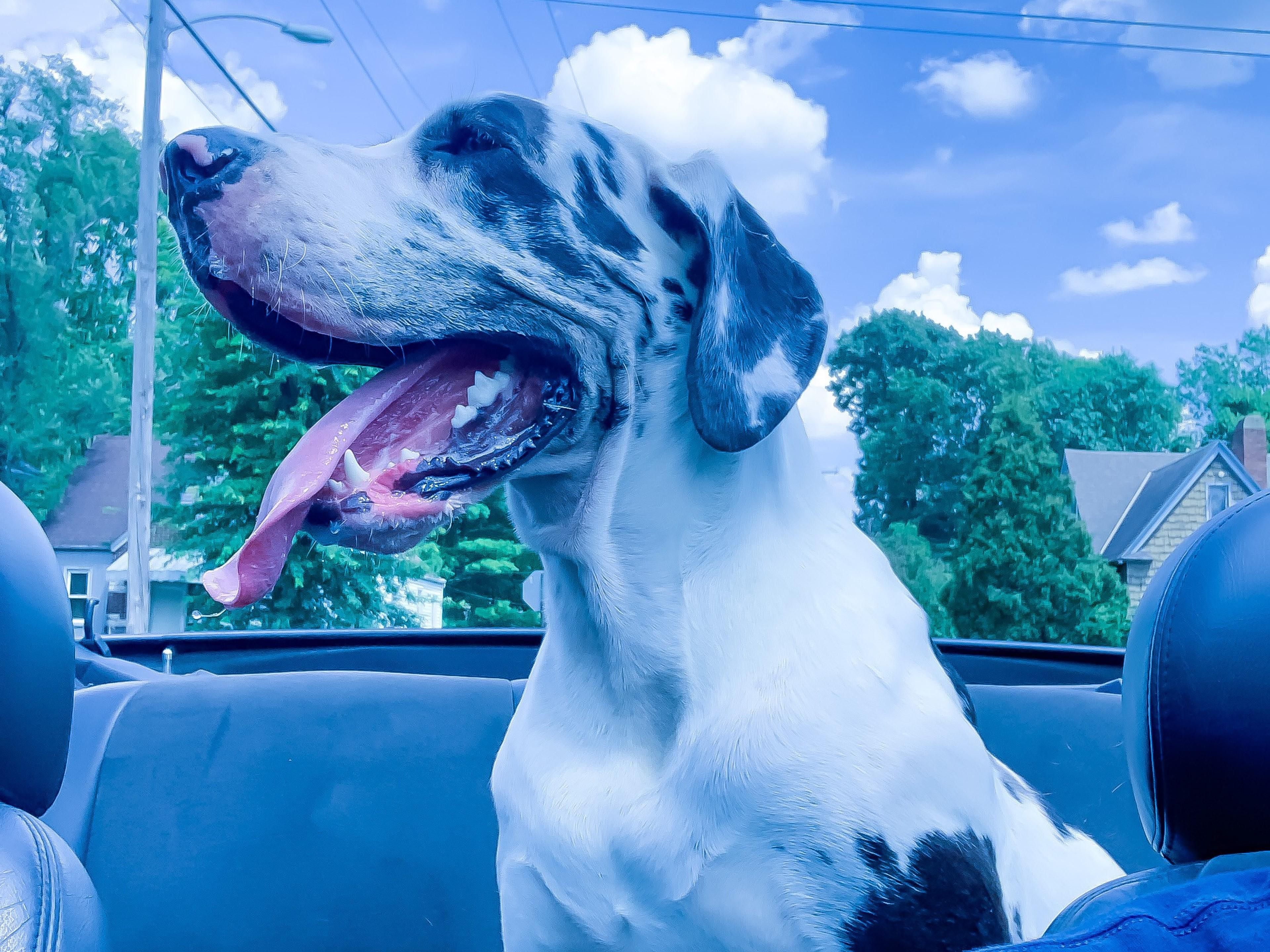 Whether it’s your pet’s first road trip or they’re a seasoned world traveler, you and your furry friend will have a seamless journey while staying here at the best pet-friendly hotel in the Cincinnati-Covington area.  We allow up to 2 pets in a room for a  nonrefundable fee of $75 USD.