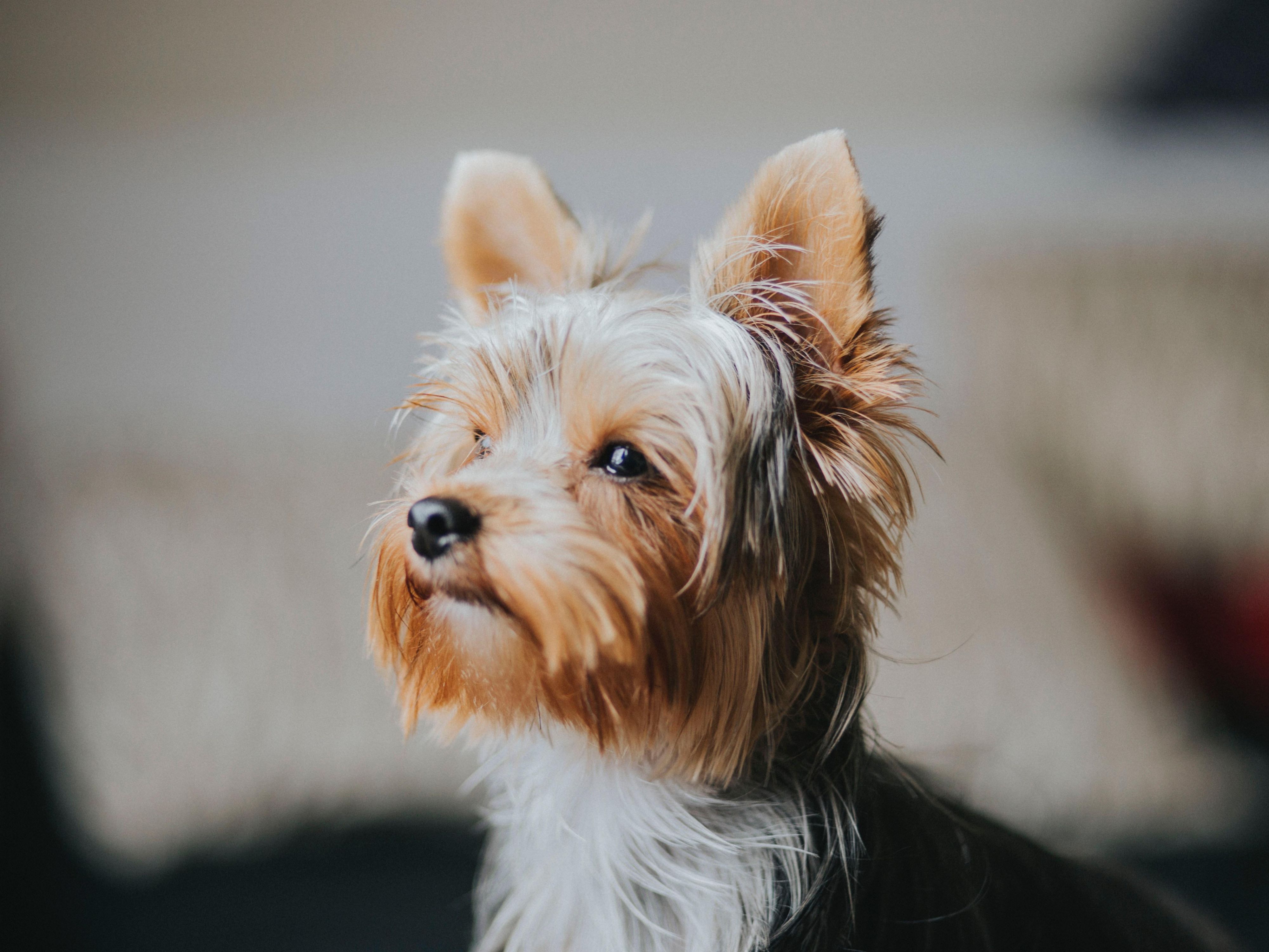 Don't leave your precious pet at home when you visit Holiday Inn Derby - Riverlights. We're happy to welcome well-behaved dogs when you stay. 

A £20 per pet per night charge applies.