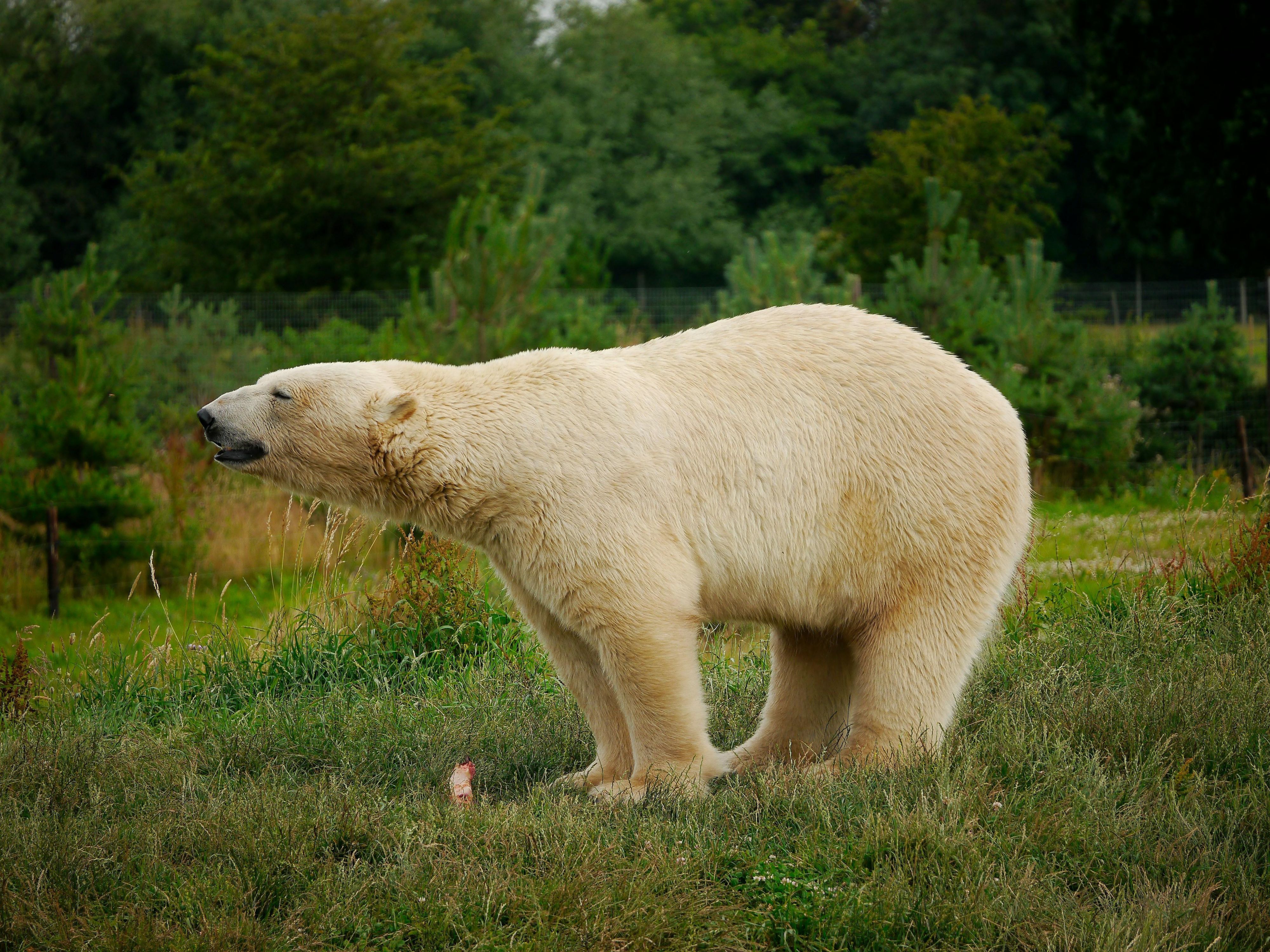 We are close to some amazing attractions including Yorkshire Wildlife Park. Stay with us and spend the day exploring the local area with days out including Doncaster Racecourse & Exhibition Centre, Doncaster Dome, Yorkshire Wildlife Park, Cusworth Hall, Conisborough Castle & many more!