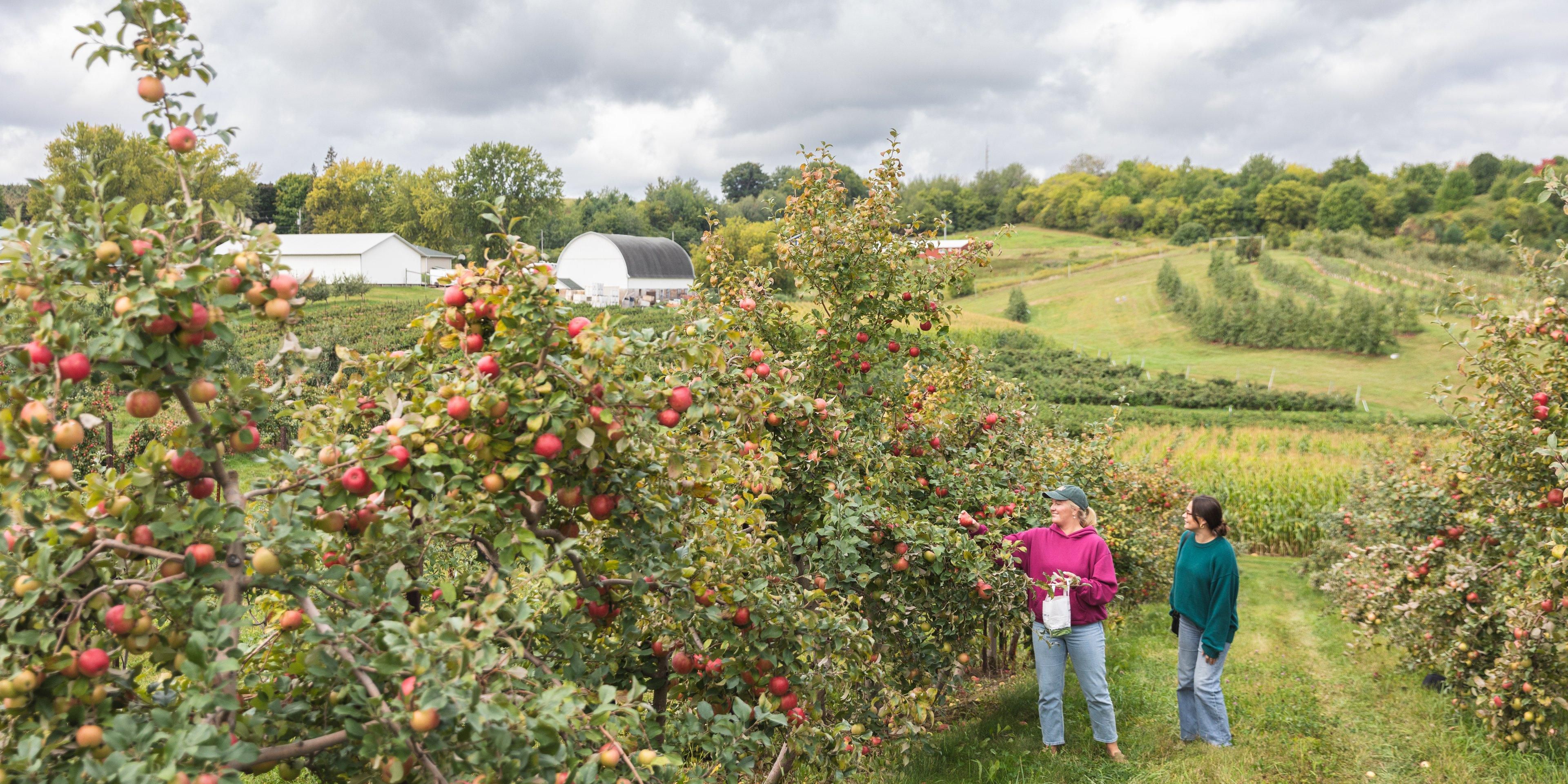 People in an orchard