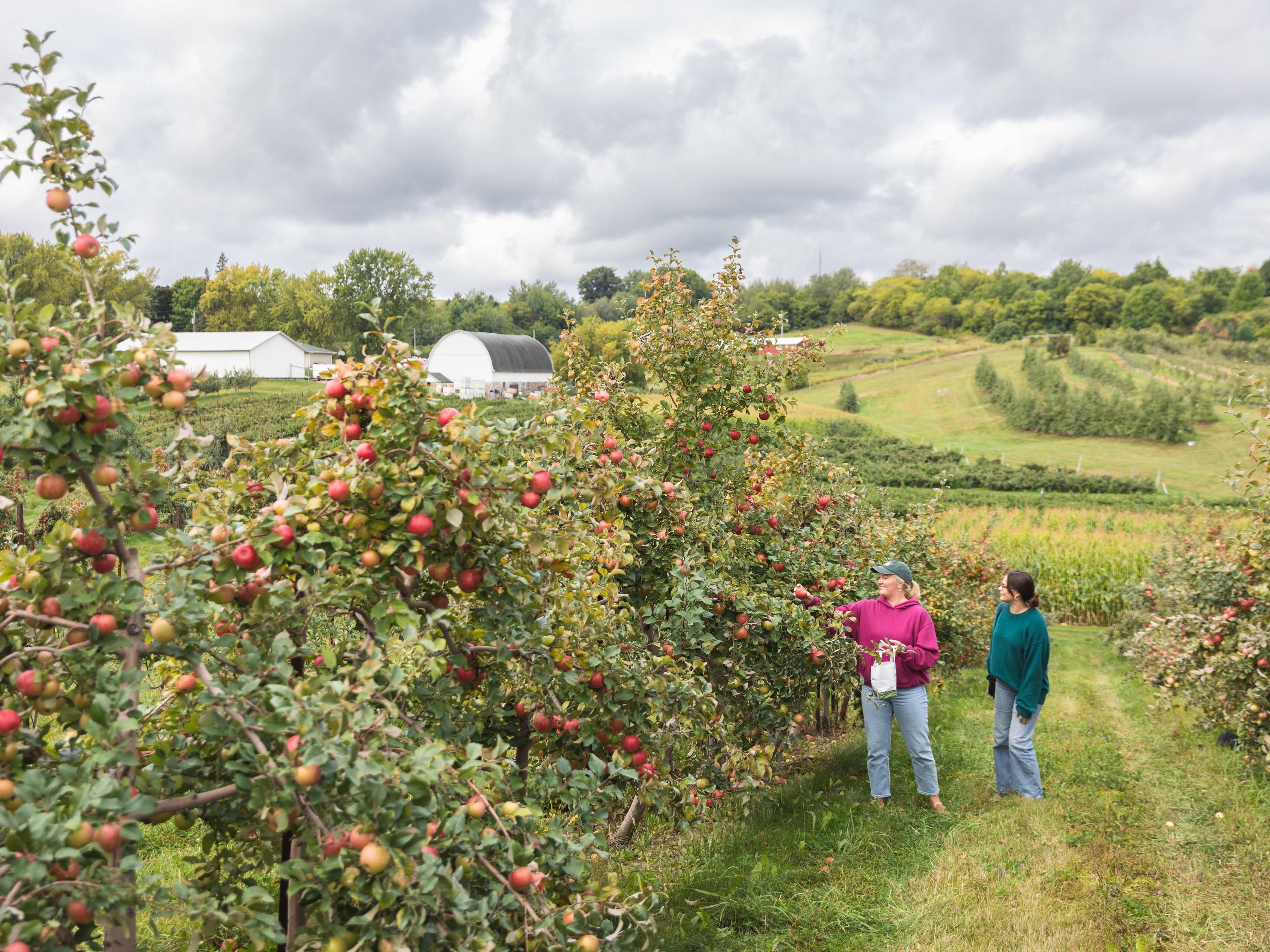 Eau Claire is known for all things fun and fall is no different! There are over one dozen different and unique orchards to visit in the Chippewa Valley area! Take a trip to pick your own apples, pumpkins. Most have family fun areas, hay rides, and delicous baked goods. There is even one dedicated to Glass Blowing and offers classes!