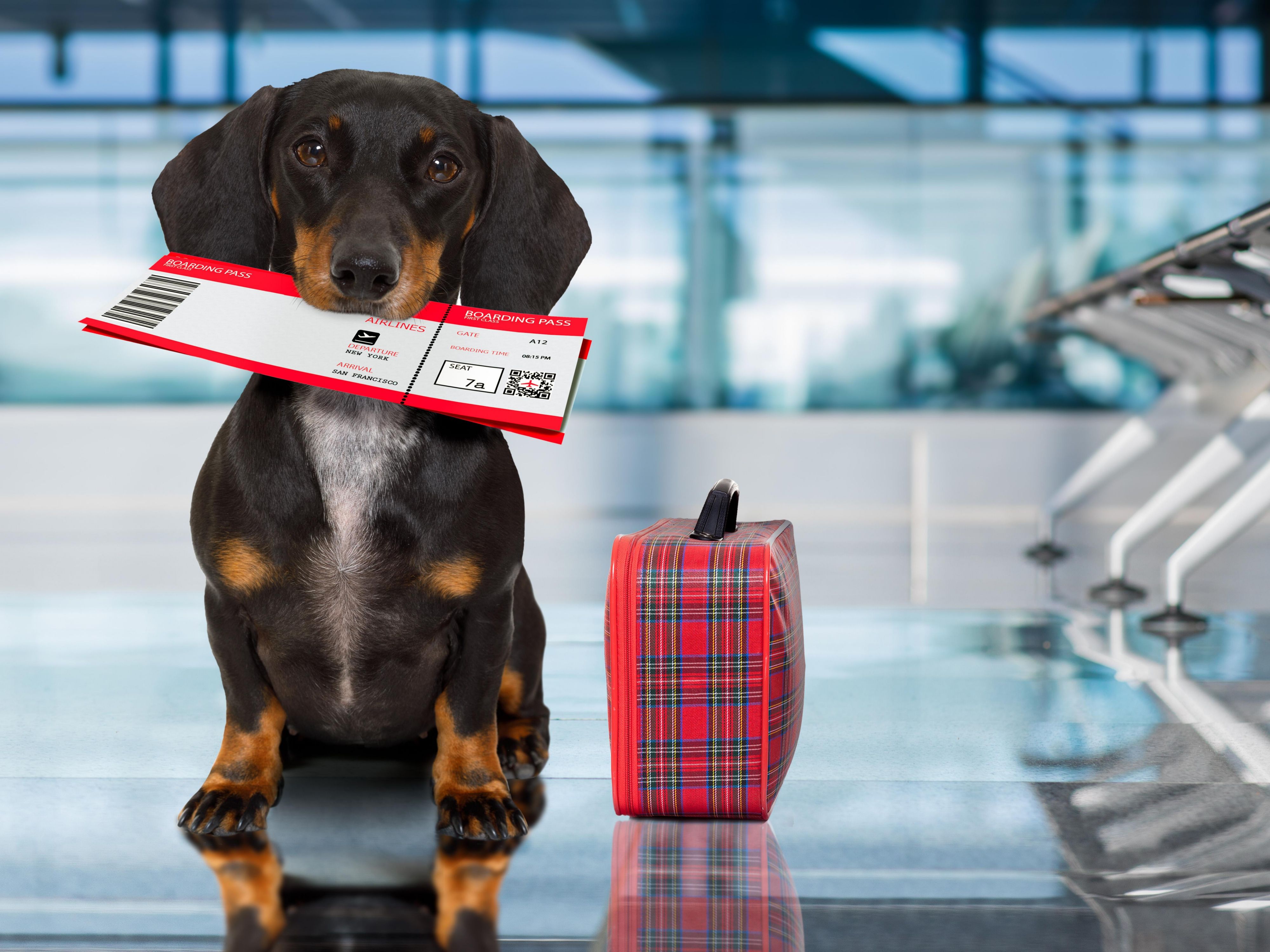 Traveling with your furry best friend? We are now a pet friendly hotel! Contact us today for more details. 