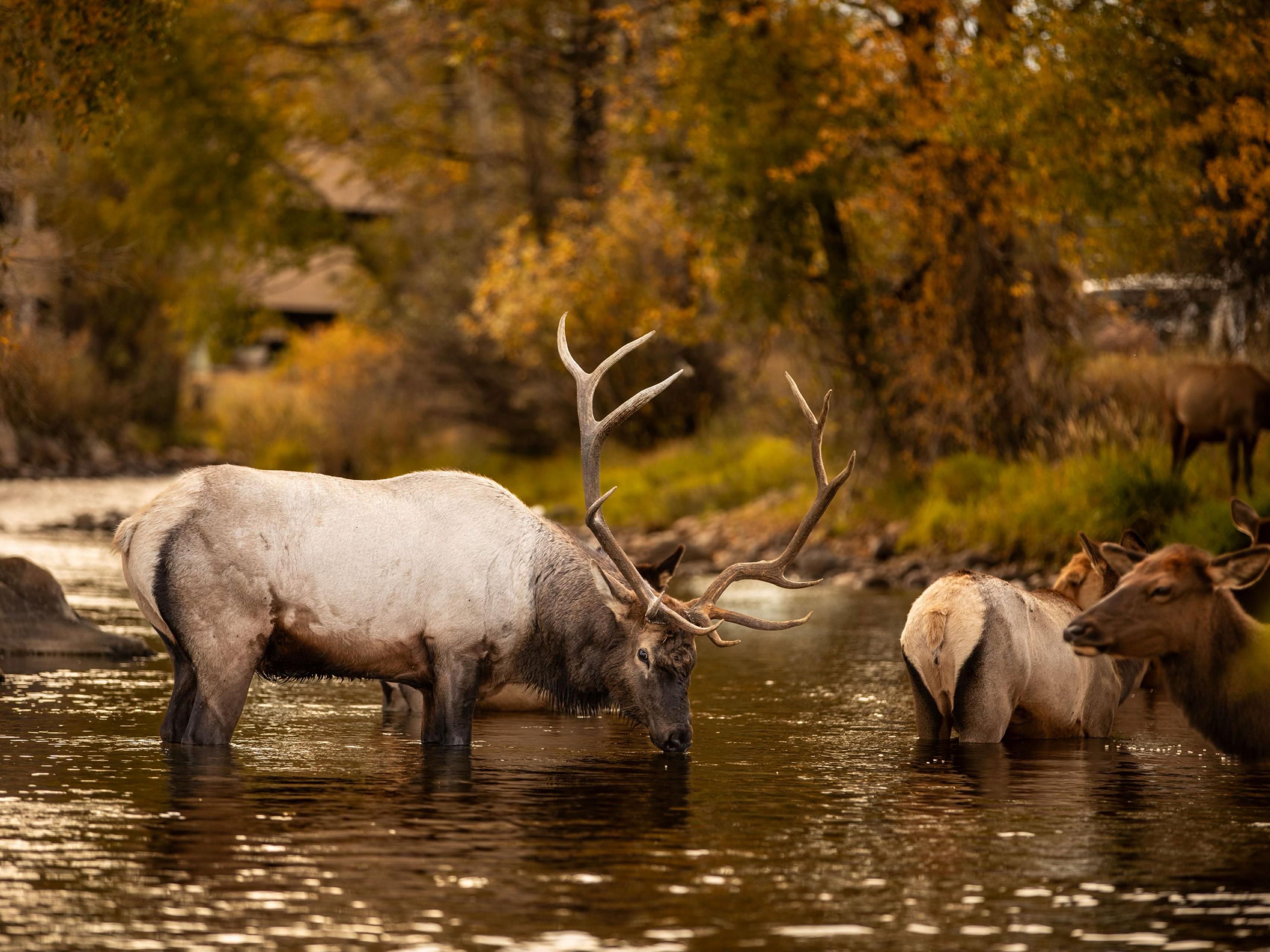 Elk in forest