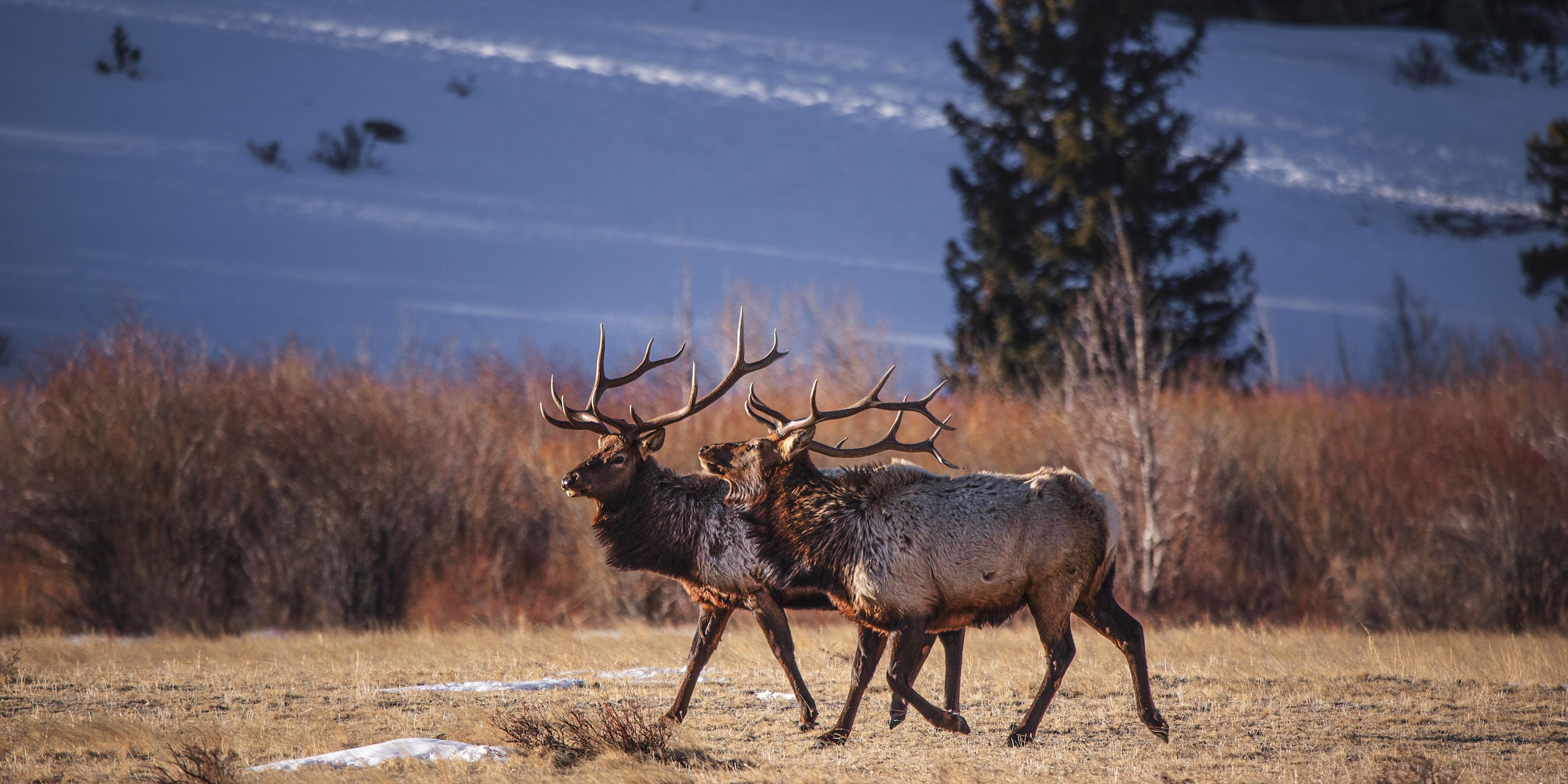 Elk in the wild