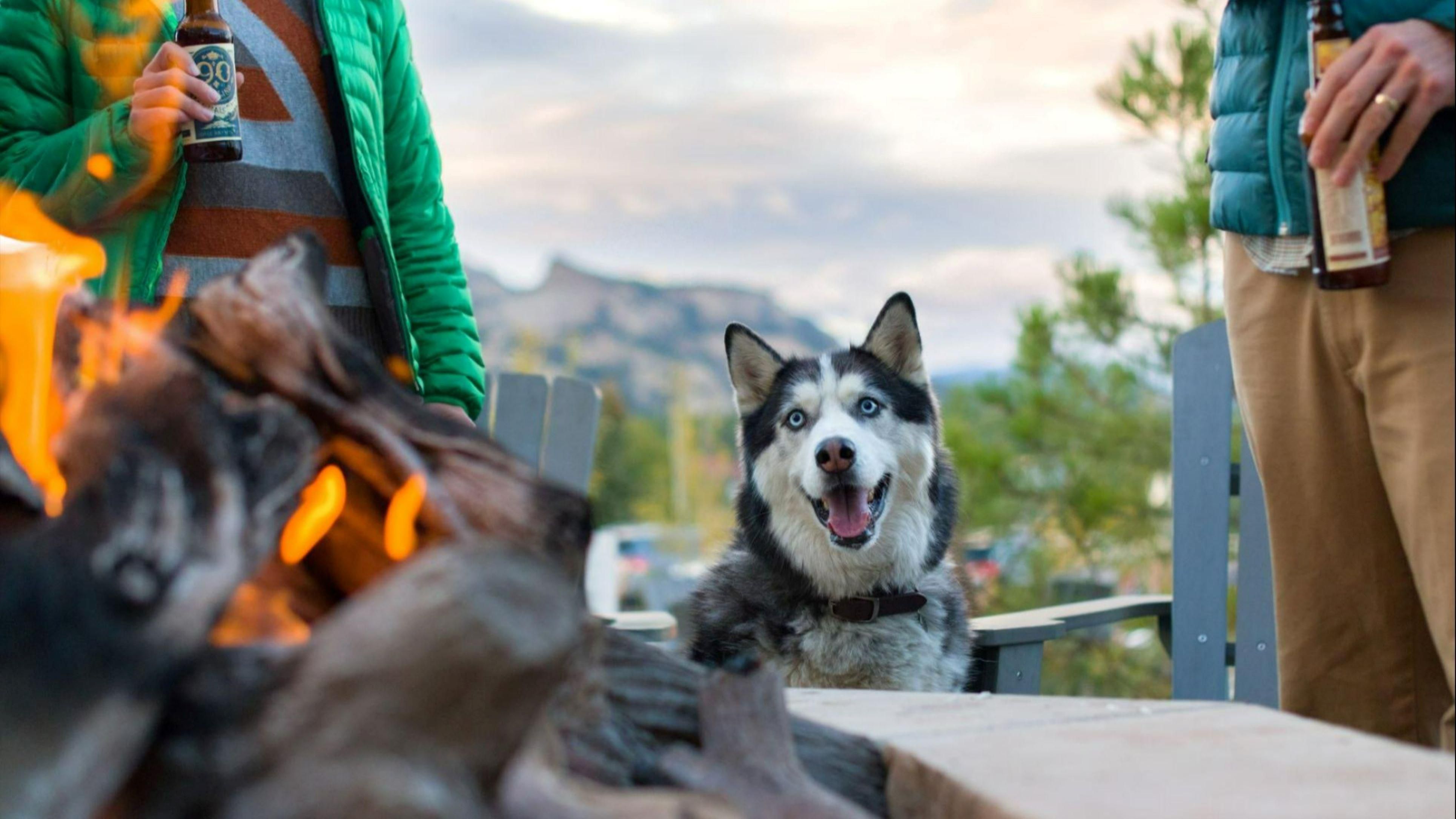 Husky pup near fire pit