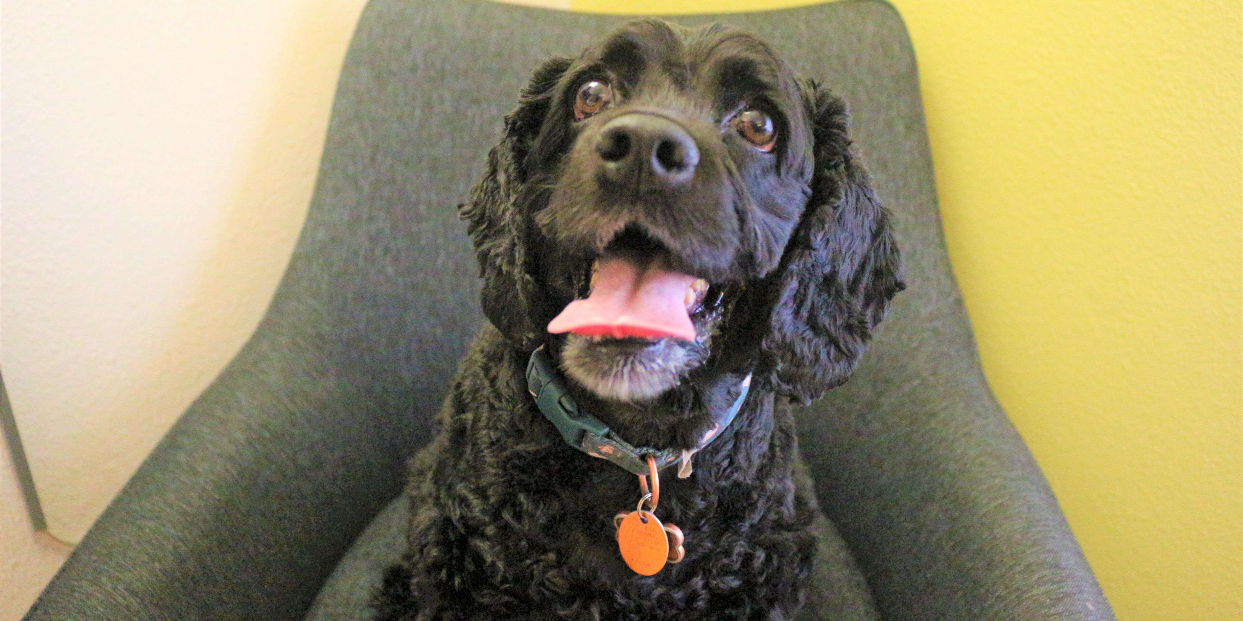 We have many pet friendly rooms available in our 1st floor pet room area to provide the best service for our four legged guests! Simply look for "Pet Friendly" in the room descriptions to find the perfect pet room for you and your companions. You can have up to two pets per room. Additional $50 per night pet fee is not included in the rates shown. 