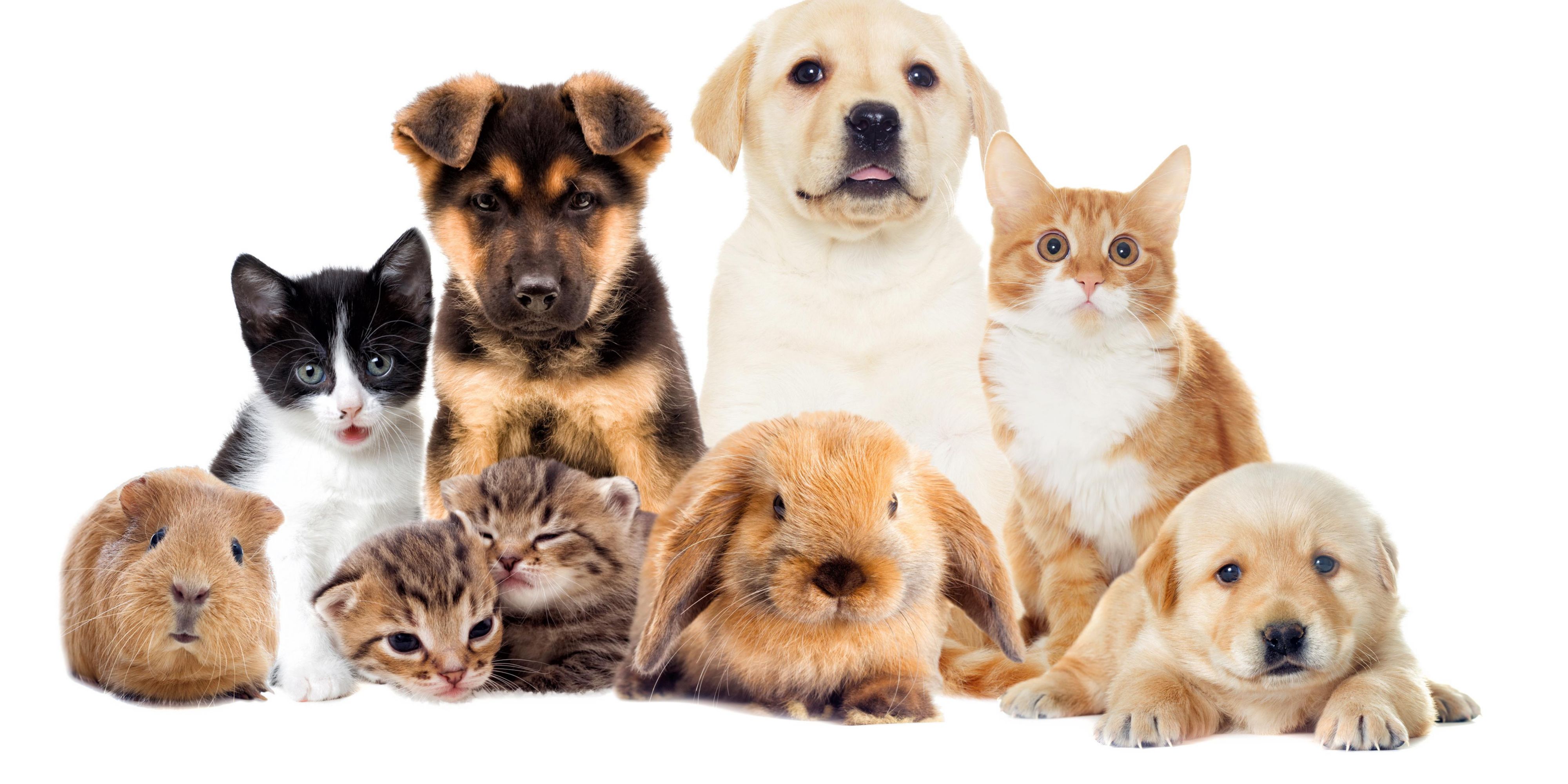 We allow pets for a 25 fee up to 75 lbs. 100 % pet friendly with a large dog zone 