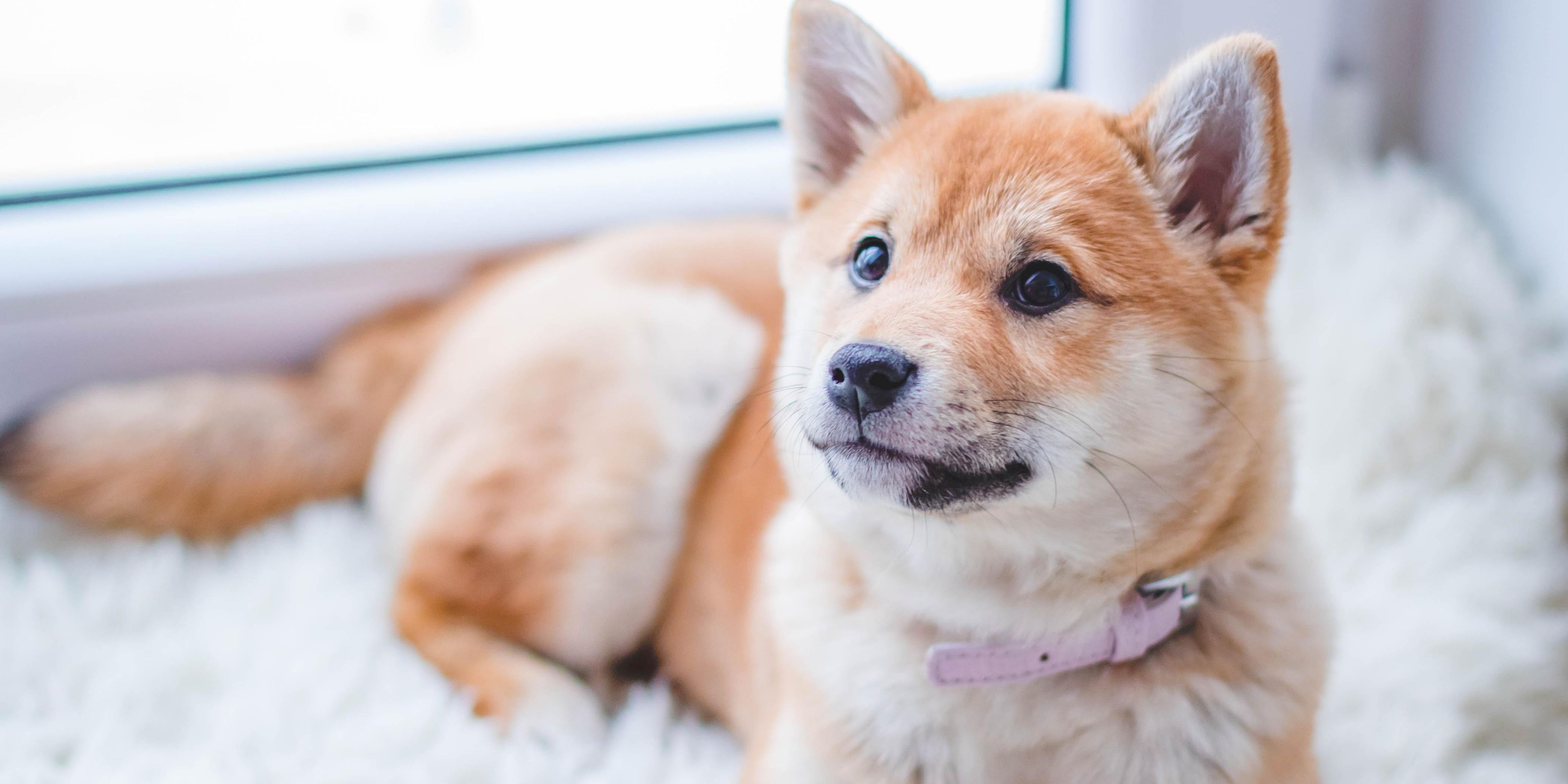 Traveling with a furry friend?  Pets are always welcome here!  Ask about our special pet rate.  