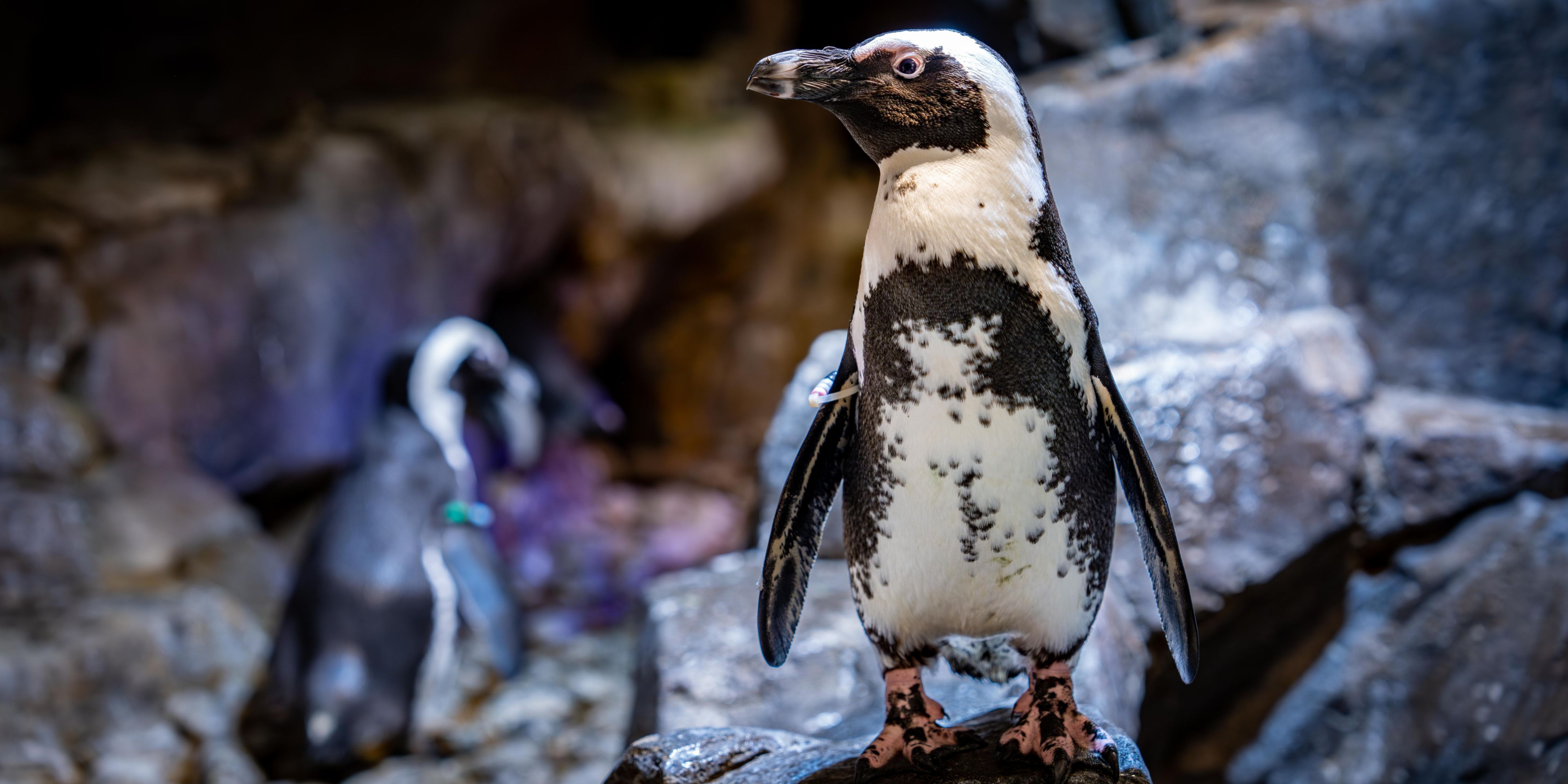 Downtown Atlanta Hotel Near Aquarium Holiday Inn Express