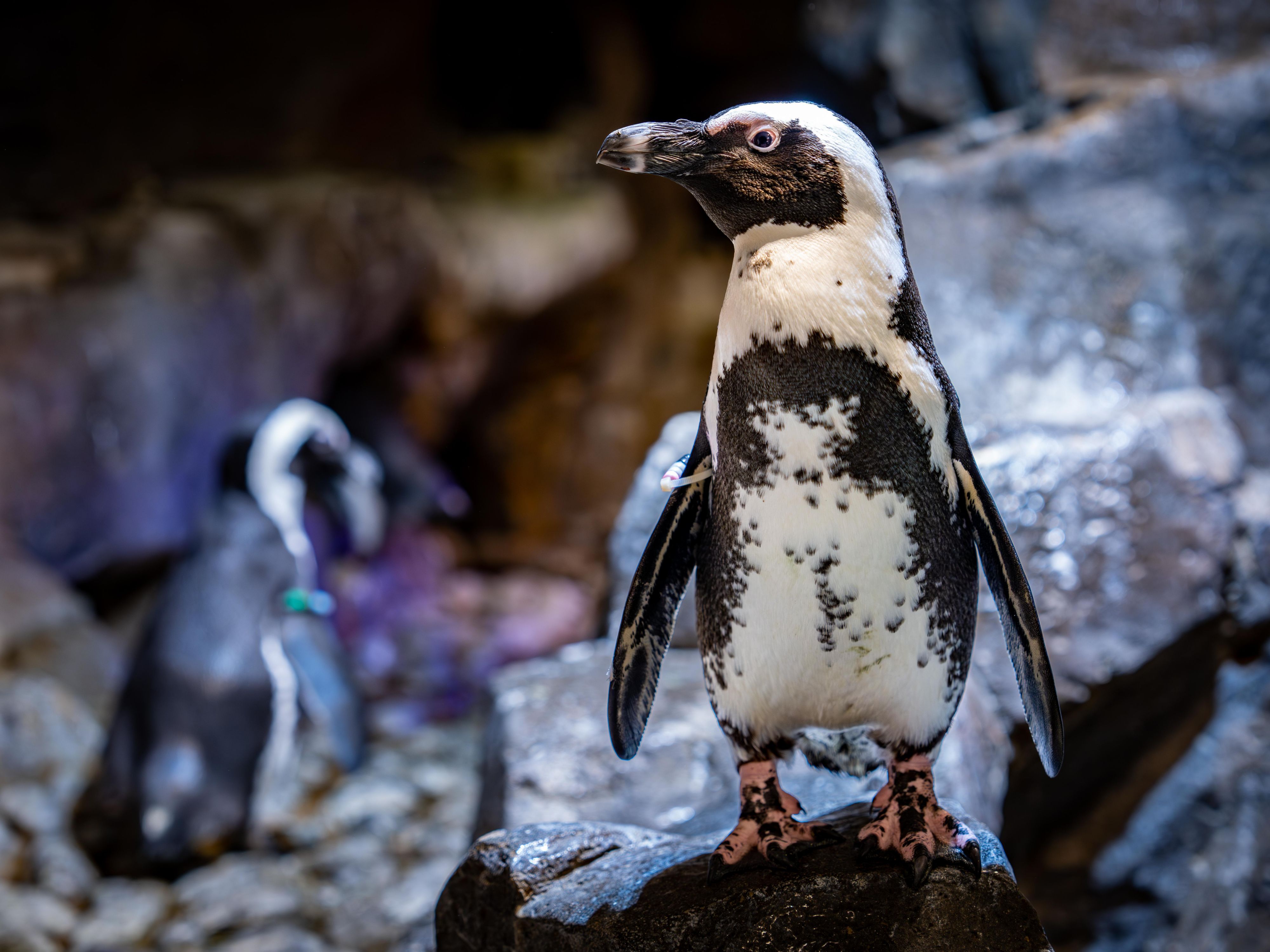 Holiday Inn Express & Suites is proud to be the Preferred Hotel of Georgia Aquarium. Guests have access to book the Official Georgia Aquarium Hotel Package that include exclusive Anytime Tickets include all-access to Georgia Aquarium's permanent galleries, Dolphin Theater Presentation, and etc