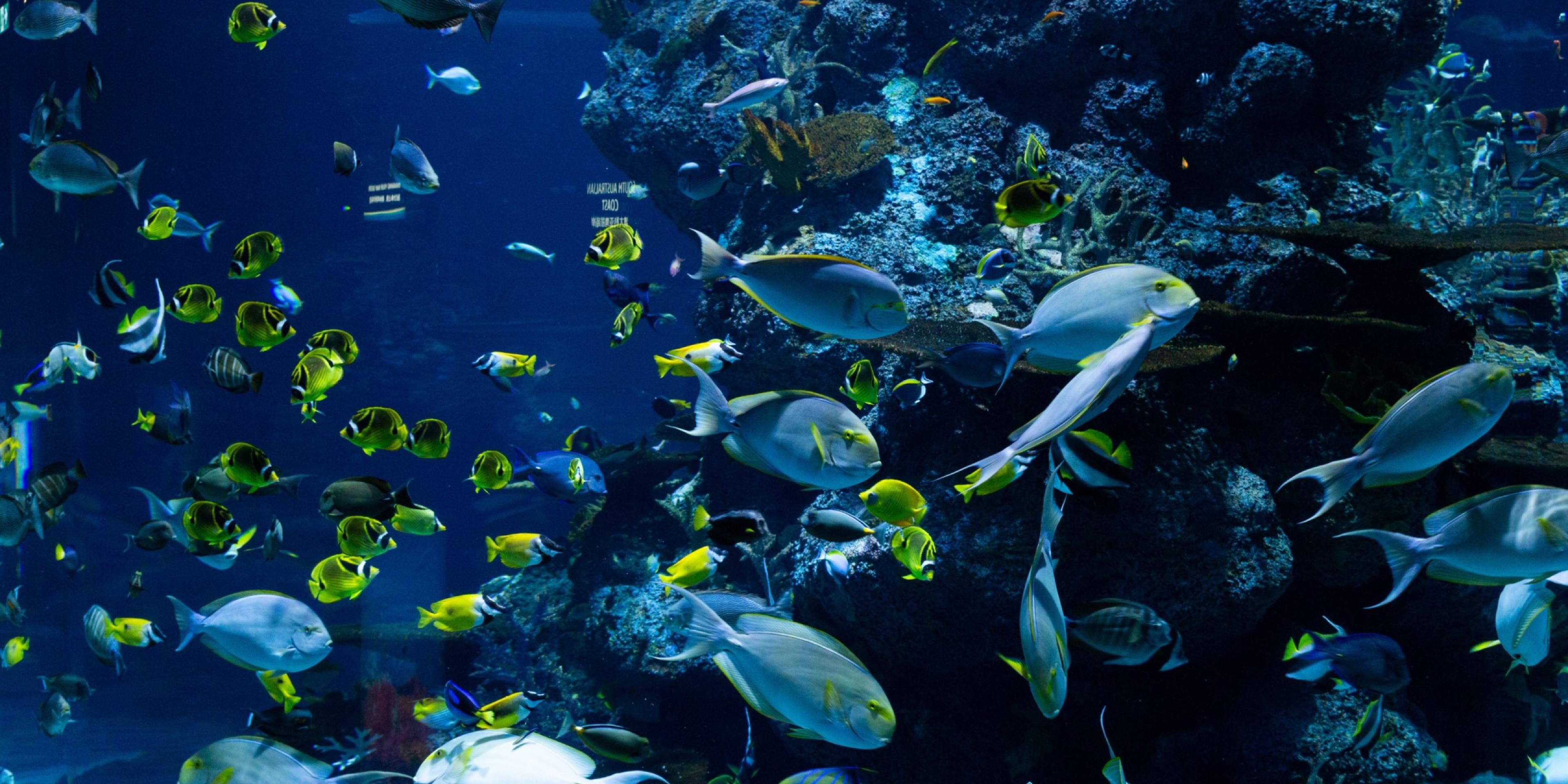The Newport Aquarium is within walking distance of the Holiday Inn Express Cincinnati SE Newport. Grab the family for a fun adventure.