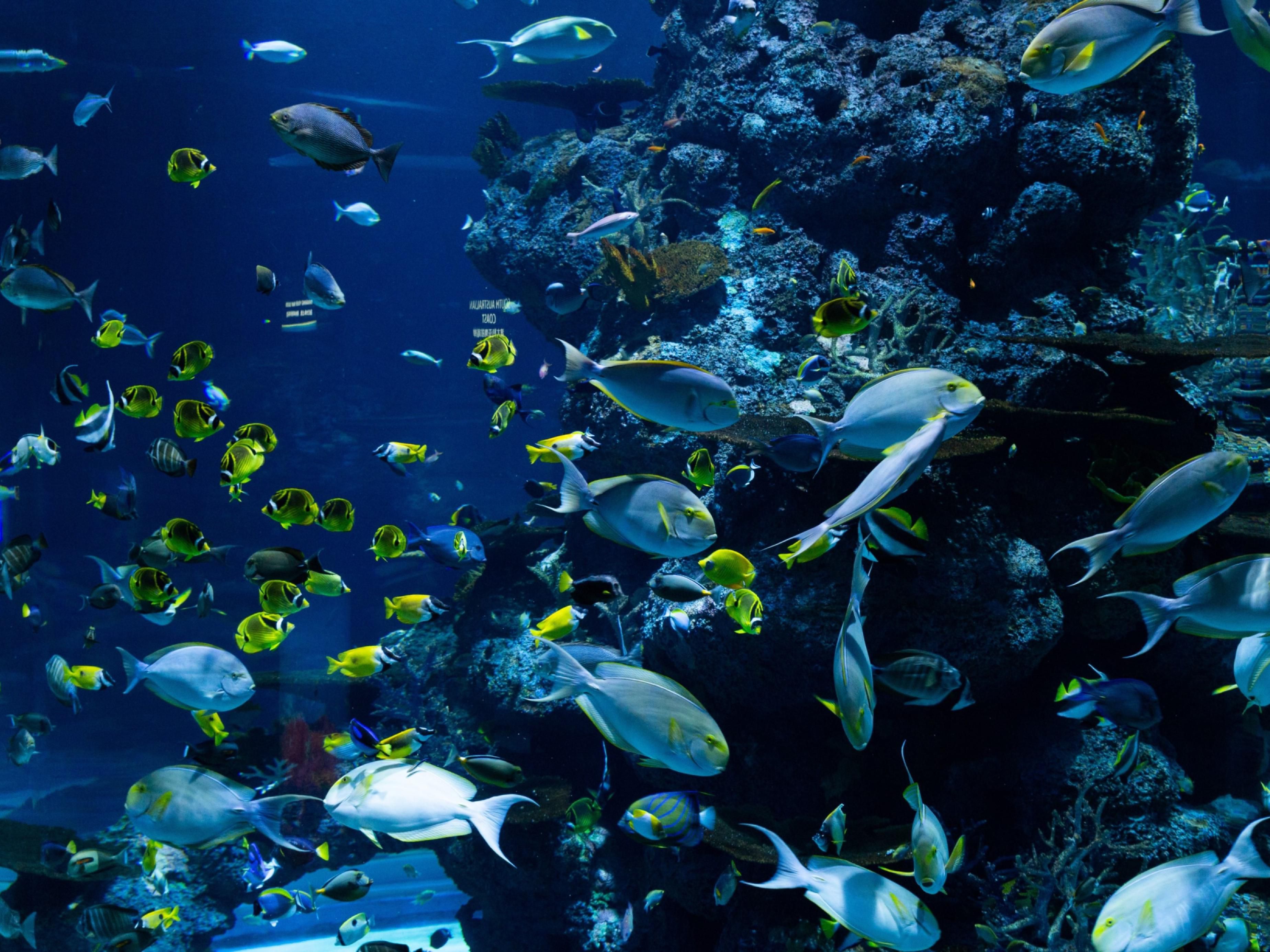 The Newport Aquarium is within walking distance of the Holiday Inn Express Cincinnati SE Newport. Grab the family for a fun adventure.