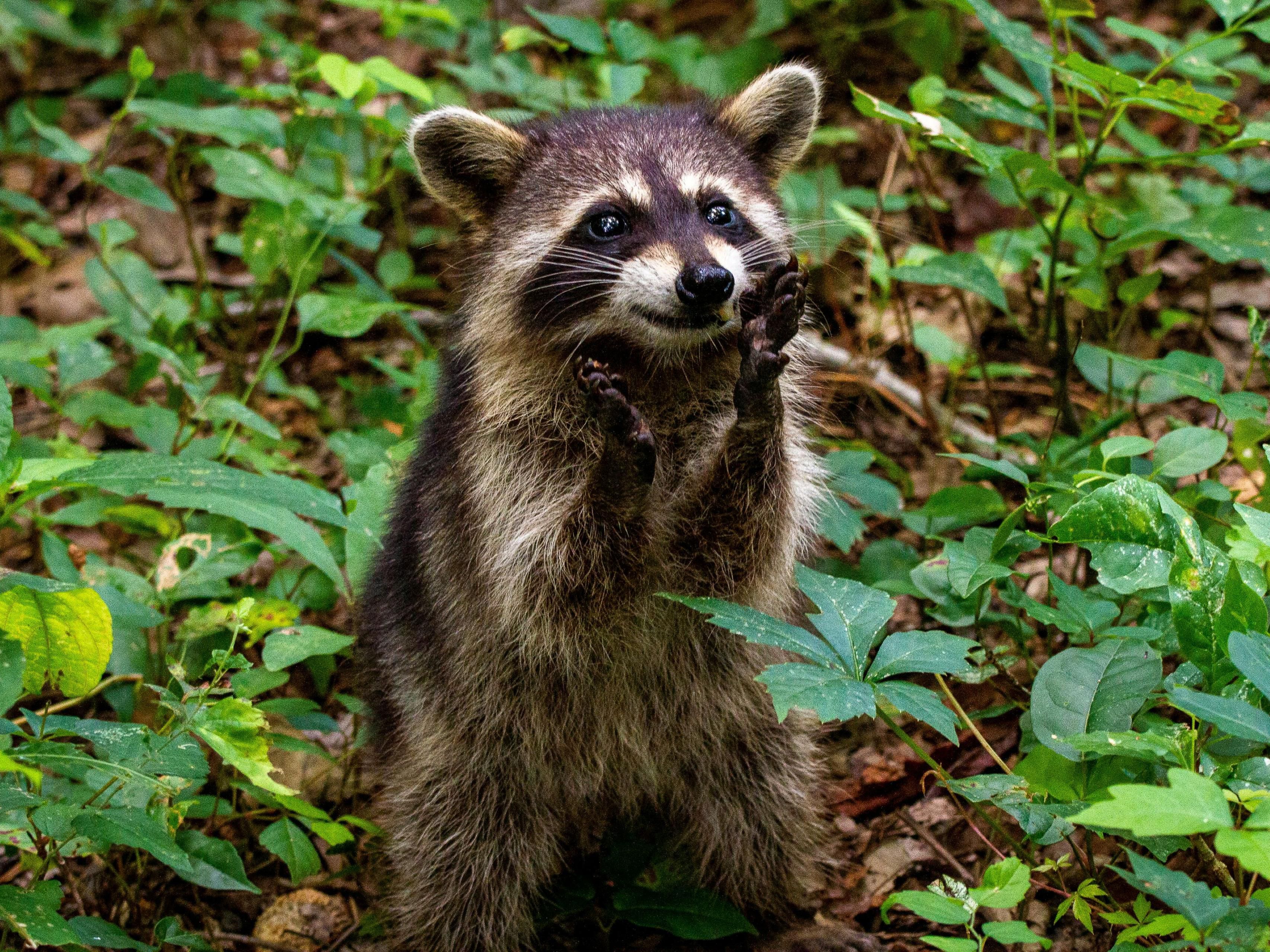 CuriOdyssey offers a variety of engaging events for all ages, including hands-on science workshops, wildlife encounters, and seasonal celebrations. From educational programs to interactive exhibits, there’s always something exciting happening. Join the fun and explore events that spark curiosity and inspire a love for science and nature.