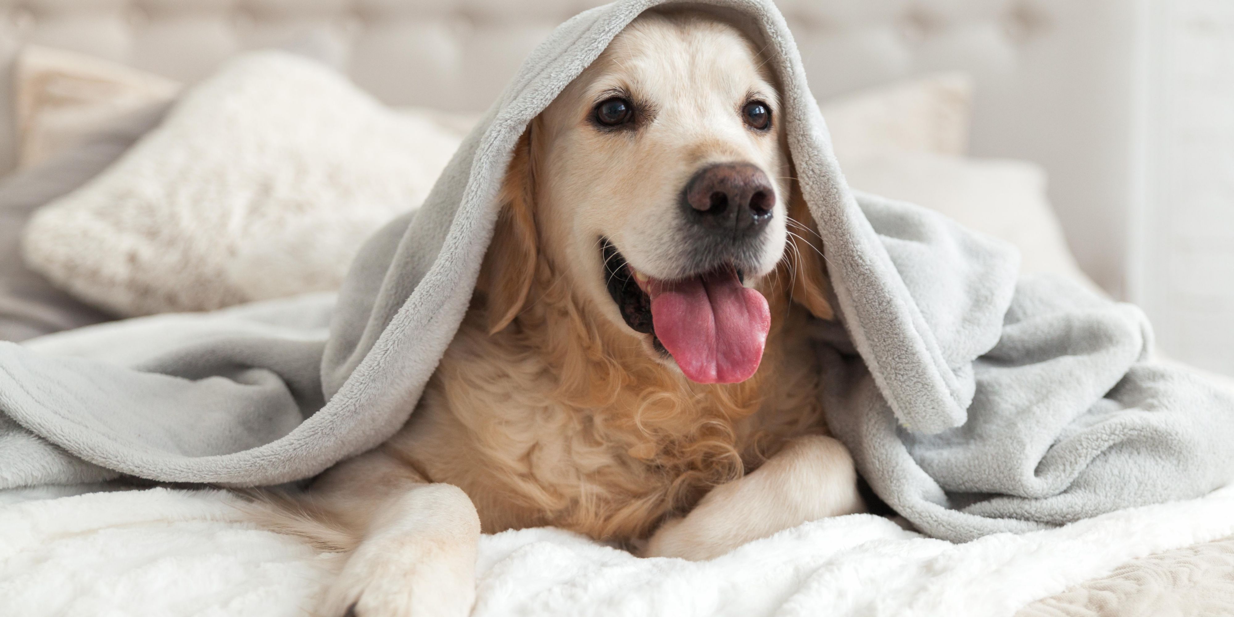 We are a pet friendly hotel and welcome your 4-legged friends.