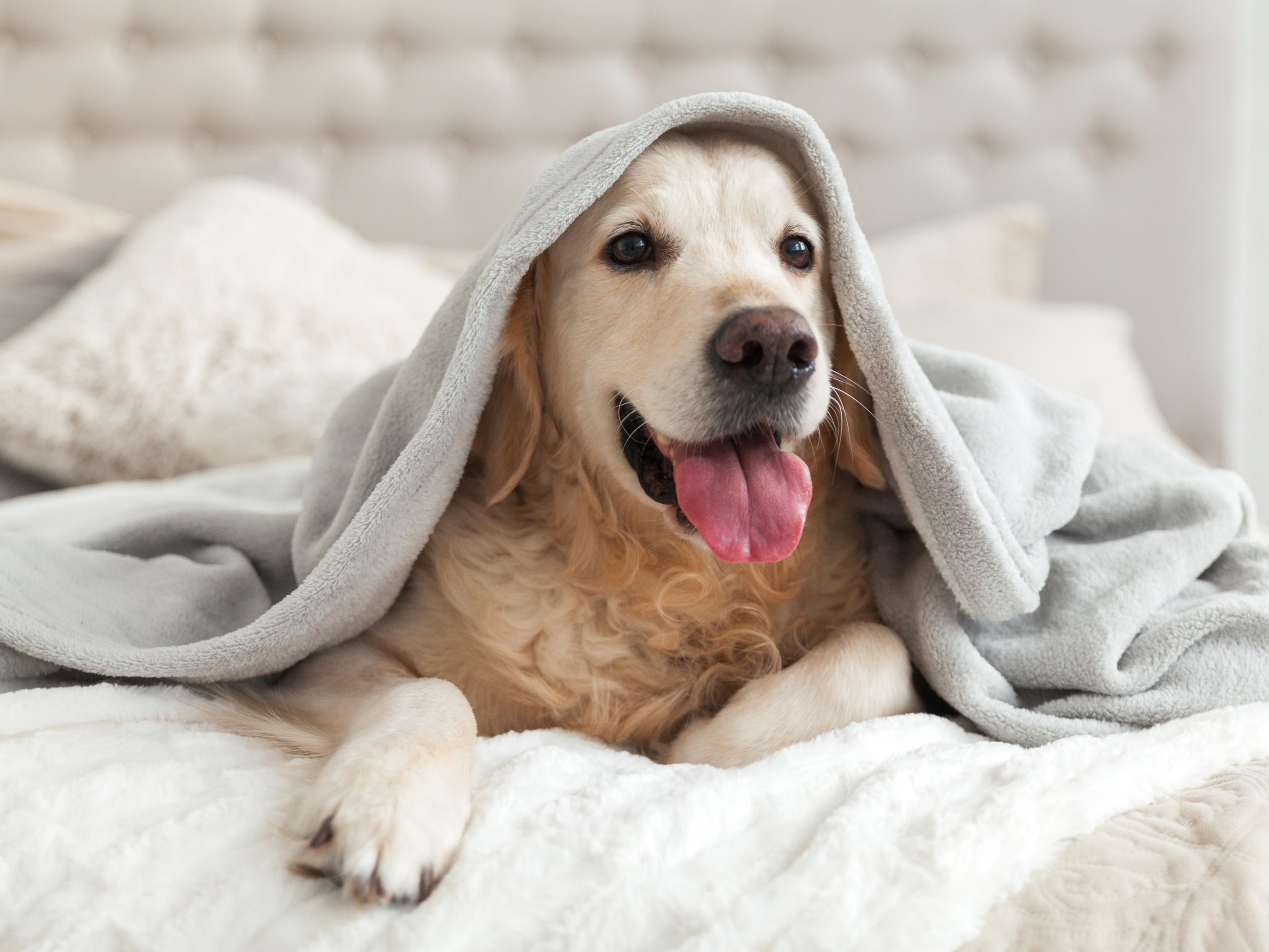 Pet-Friendly Accommodations