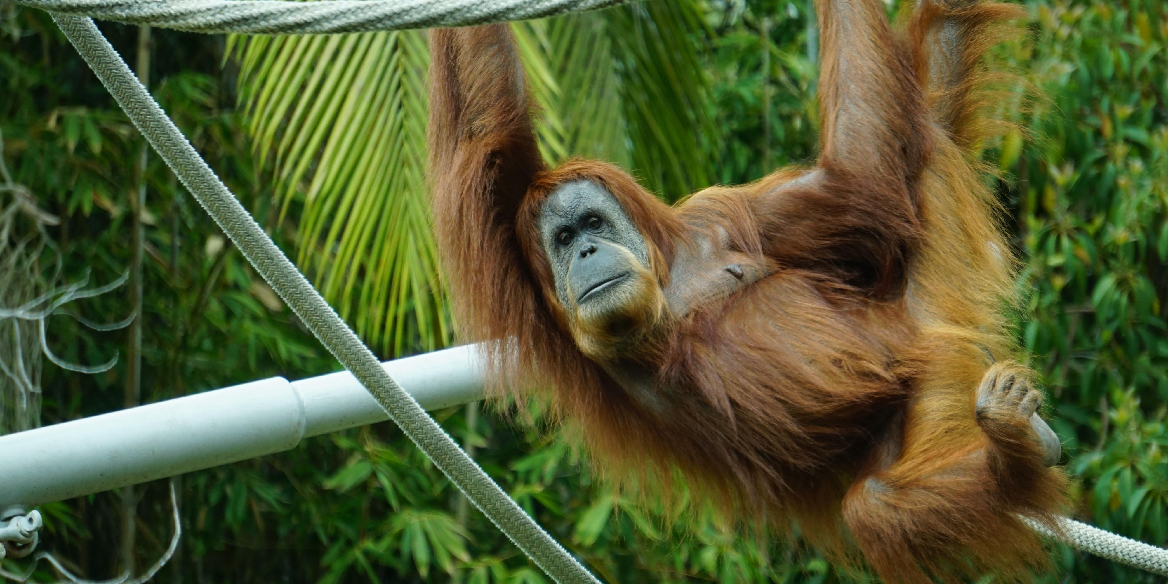 ZooMontana is a 70-acre wildlife park located in Billings, Montana, U.S. and is Montana's only zoo and botanical park. It currently maintains nearly 100 animals, representing 58 species. These animals all live in habitats designed to imitate their natural habitats.