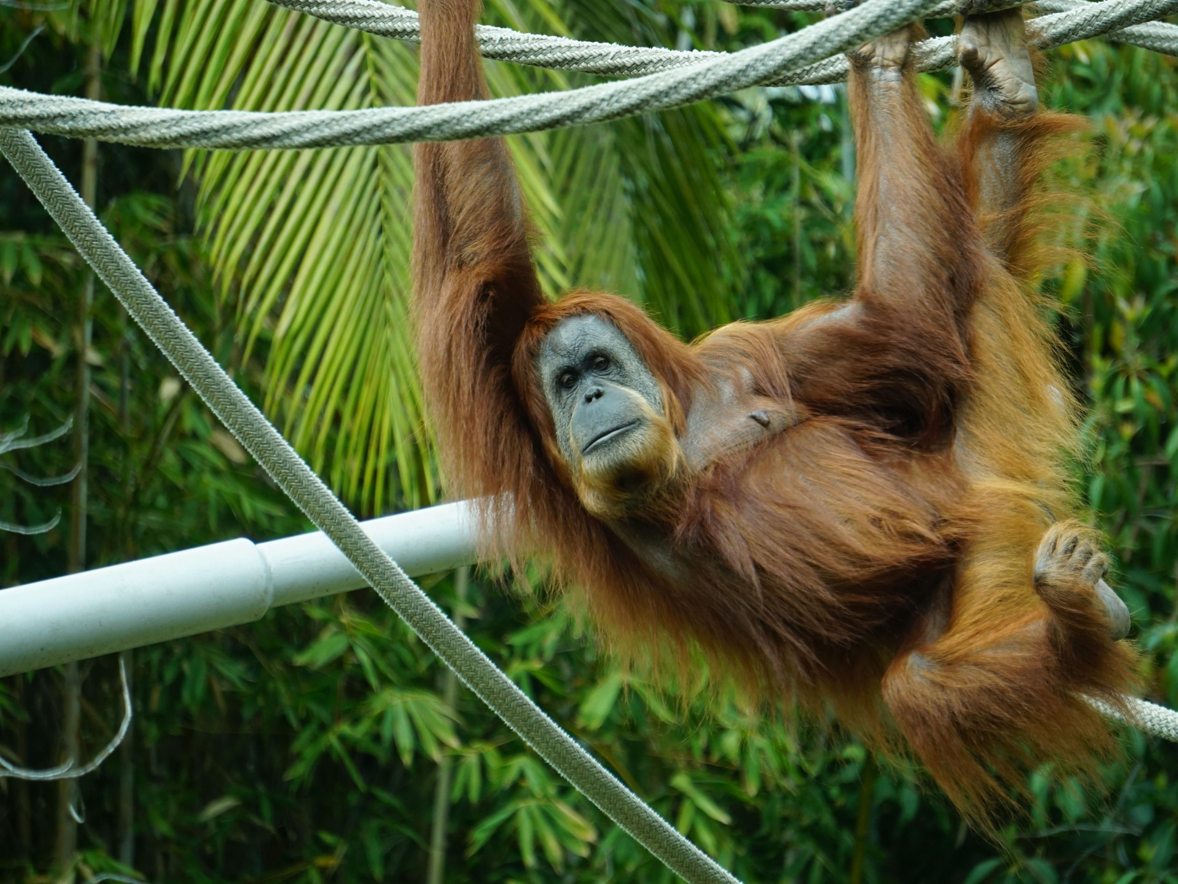 ZooMontana is a 70-acre wildlife park located in Billings, Montana and is Montana's only zoo and botanical park. 