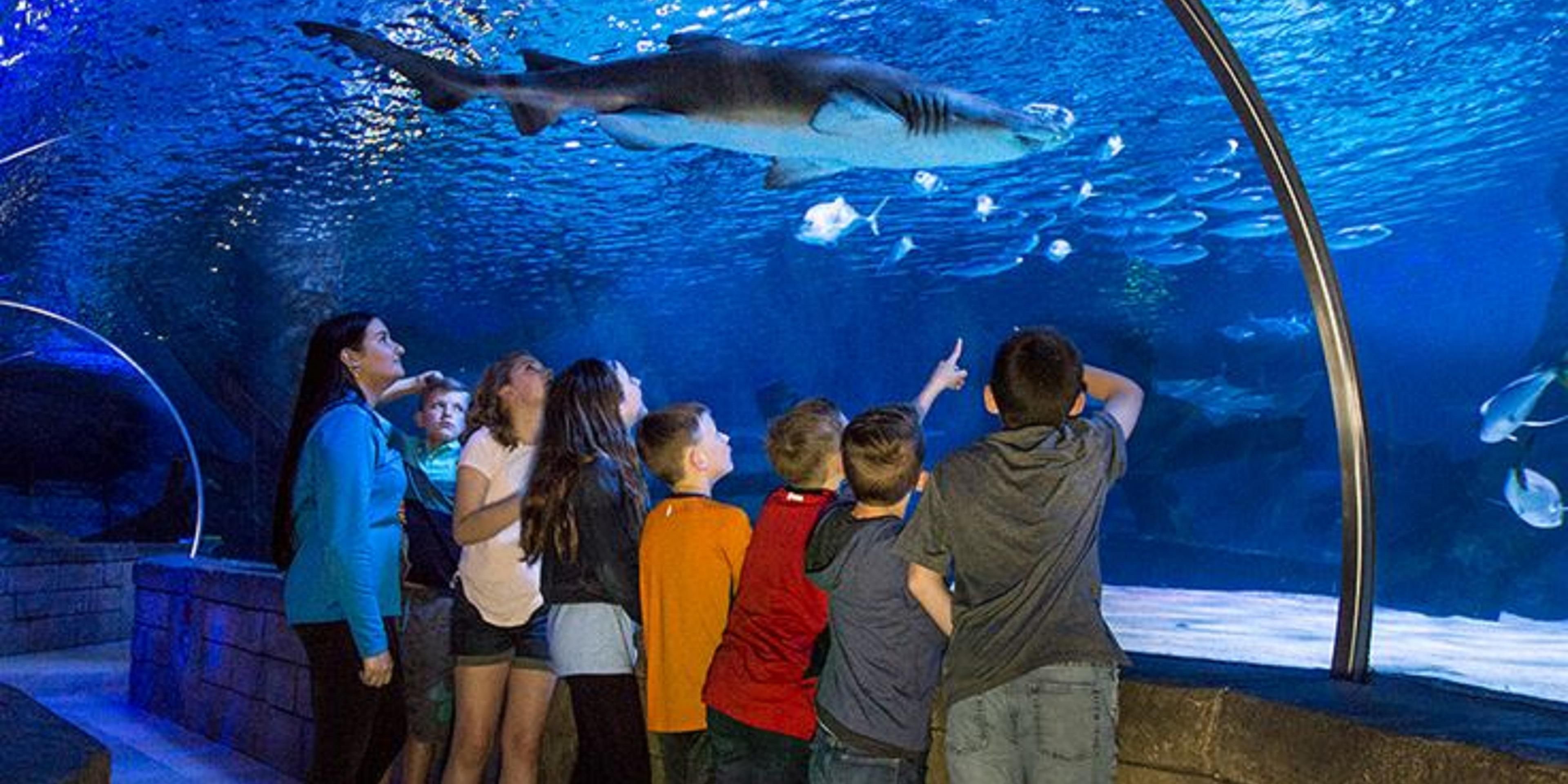 The Sea Life Aquarium in the Mall of America is home to over 10 thousand animals, and is over 70,000 square feet large. The hotel offers a shuttle to the Mall of America. 