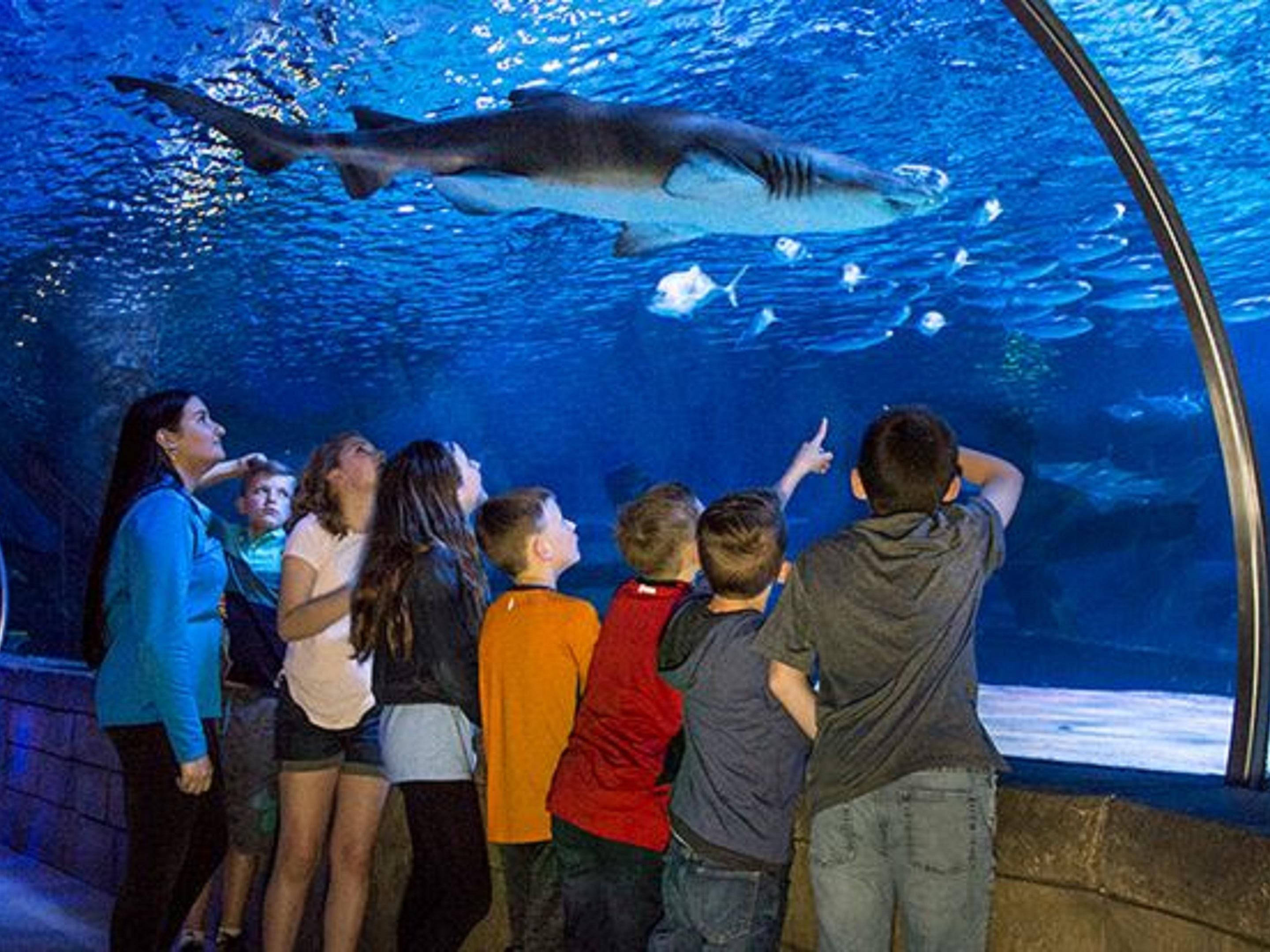The Sea Life Aquarium in the Mall of America is home to over 10 thousand animals, and is over 70,000 square feet large. The hotel offers a shuttle to the Mall of America. 
