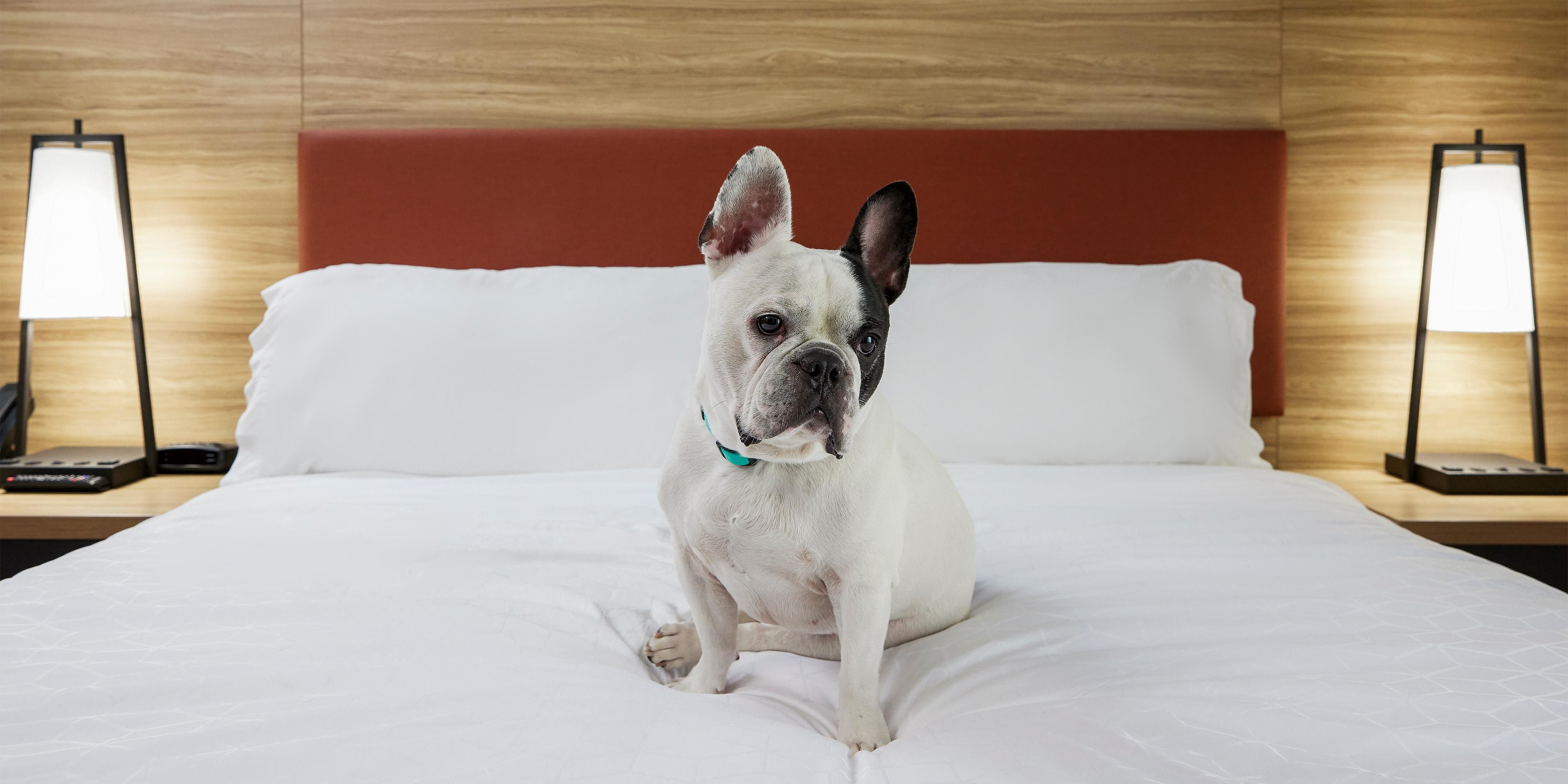 Bring your furry family members with you! 
*pet fee applies*
