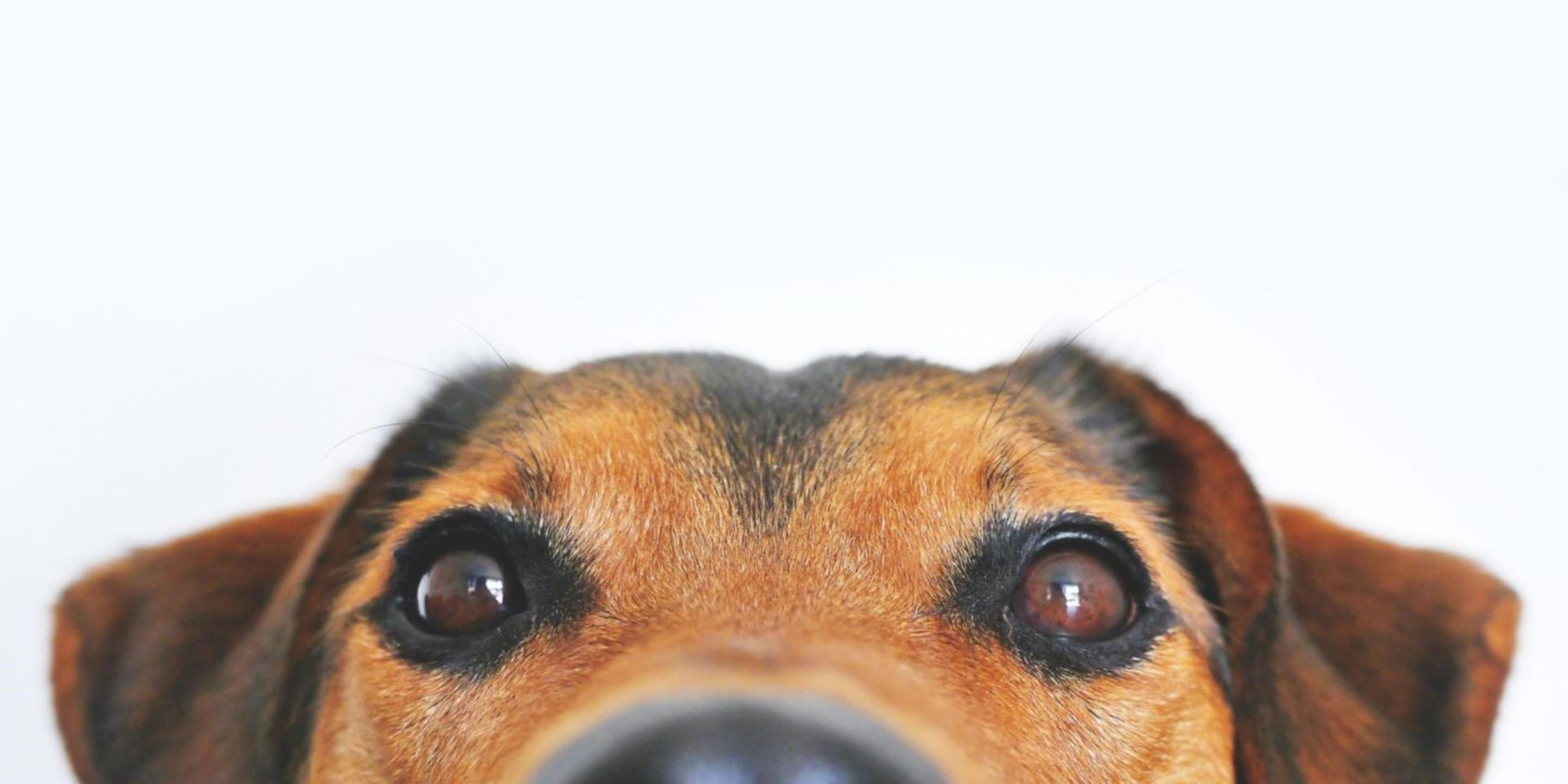 Don't leave your furry family member behind. We welcome pets! A fee of 20.00 dollars per night to a maximum of 150.00 dollars must be paid upon arrival. This is required for deep cleaning after check out. All pets must weigh less than 75 lbs. and be crated when left alone in the suite.
