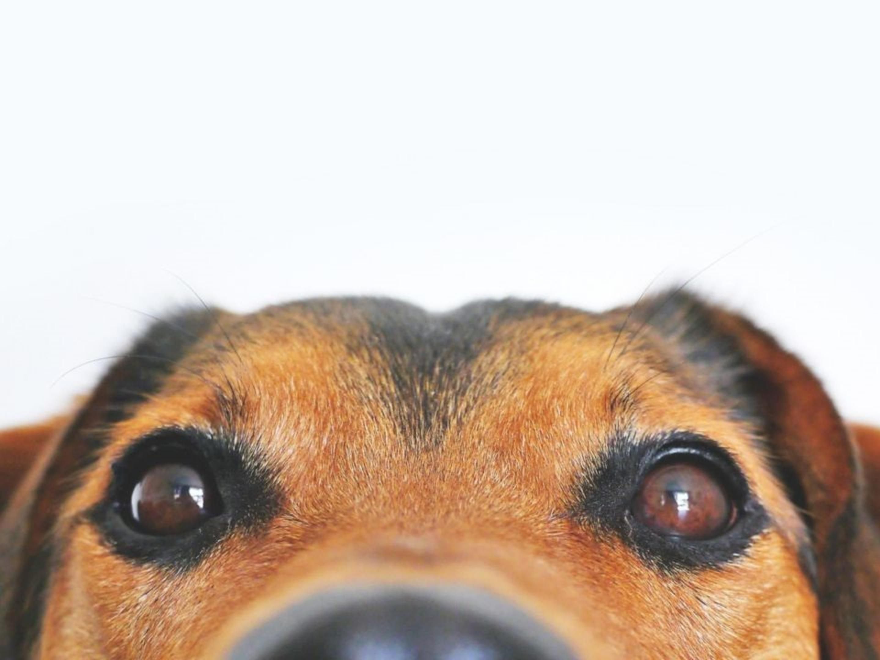 Don't leave your furry family member behind. We welcome pets! A fee of 20.00 dollars per night to a maximum of 150.00 dollars must be paid upon arrival. This is required for deep cleaning after check out. All pets must weigh less than 75 lbs. and be crated when left alone in the suite.
