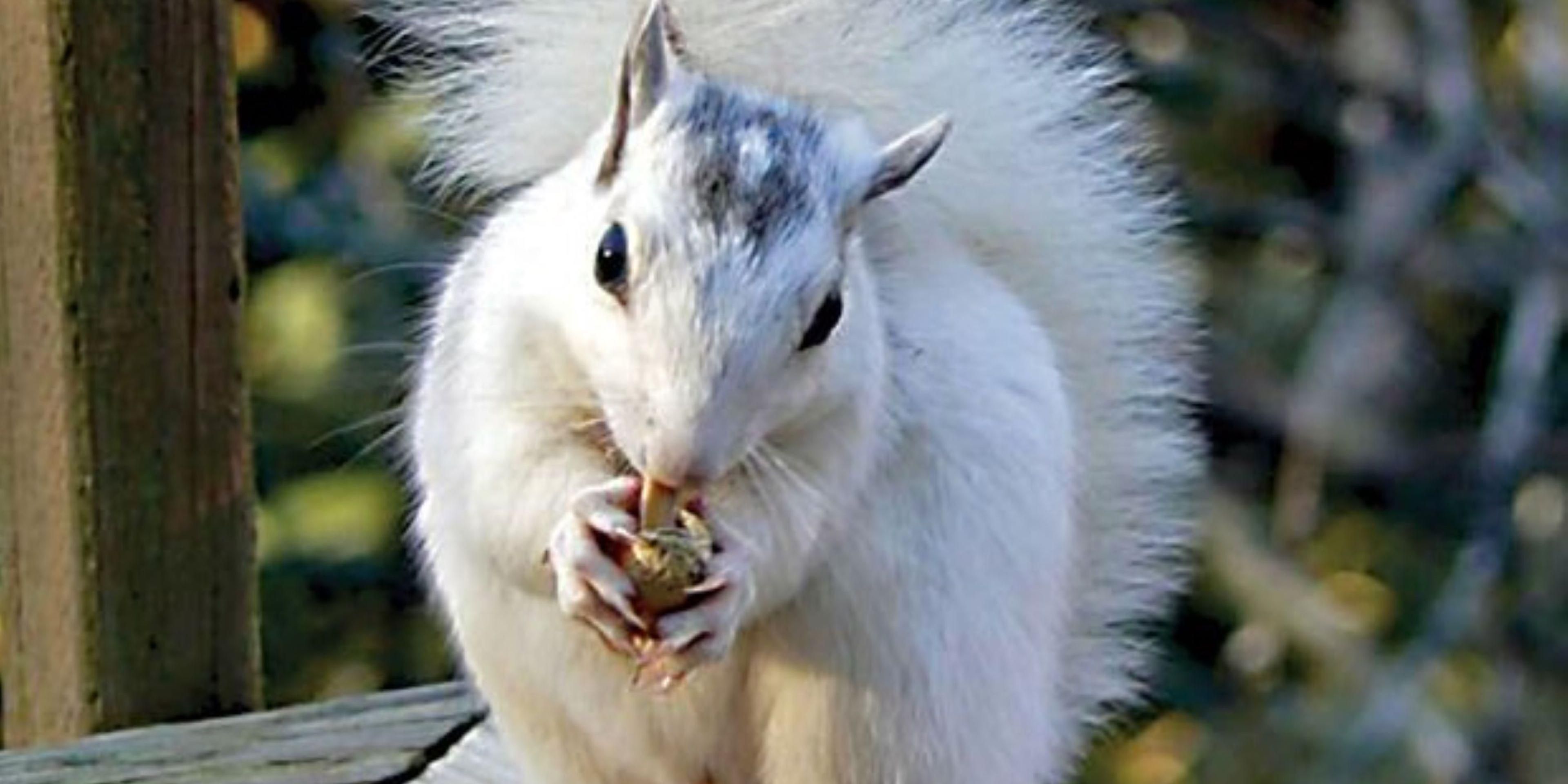 Visit Brevard, NC, home of the famous White Squirrel, who adventures throughout the area hoping to meet new travelers. Join us in celebrating during the White Squirrel Festival in May on Main Street!