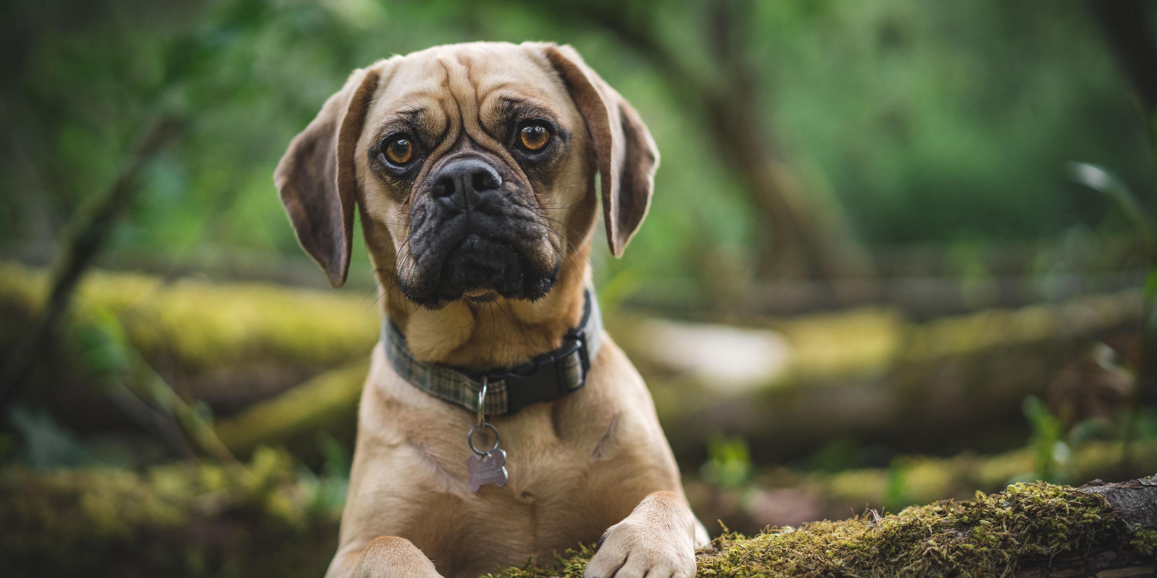 Bring your furry friend with you when you travel. We love pets and we welcome them in our special pet friendly guest rooms.