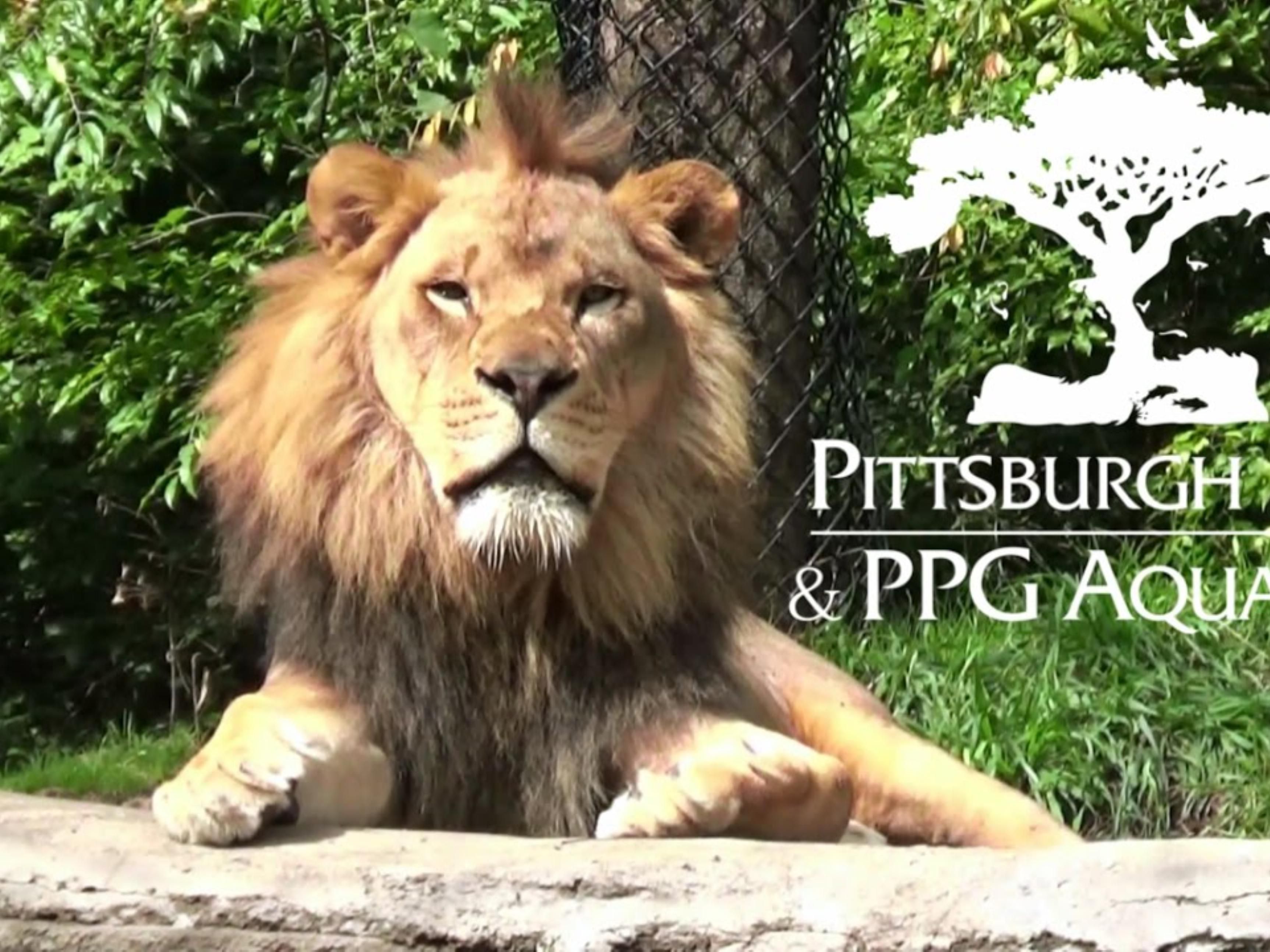 Don't forget to visit the Pittsburgh Zoo and PPG Aquarium
