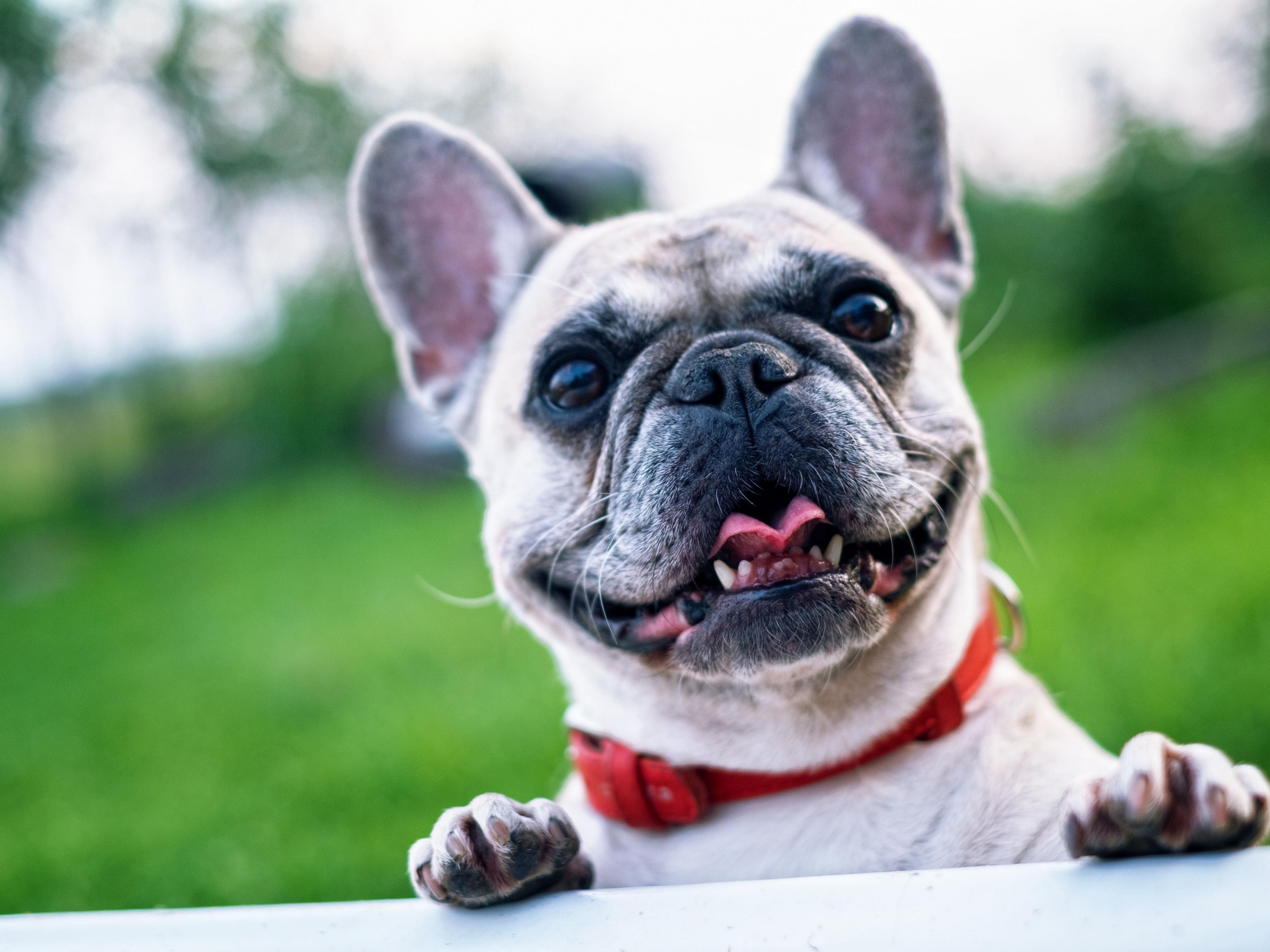 At Holiday Inn Express Chattanooga, we understand that pets are part of the family. That's why we provide a pet-friendly environment that ensures both pets and their owners have a comfortable and enjoyable experience. From the moment guests step through our doors, they can rest assured their furry friends will be treated with the utmost care.