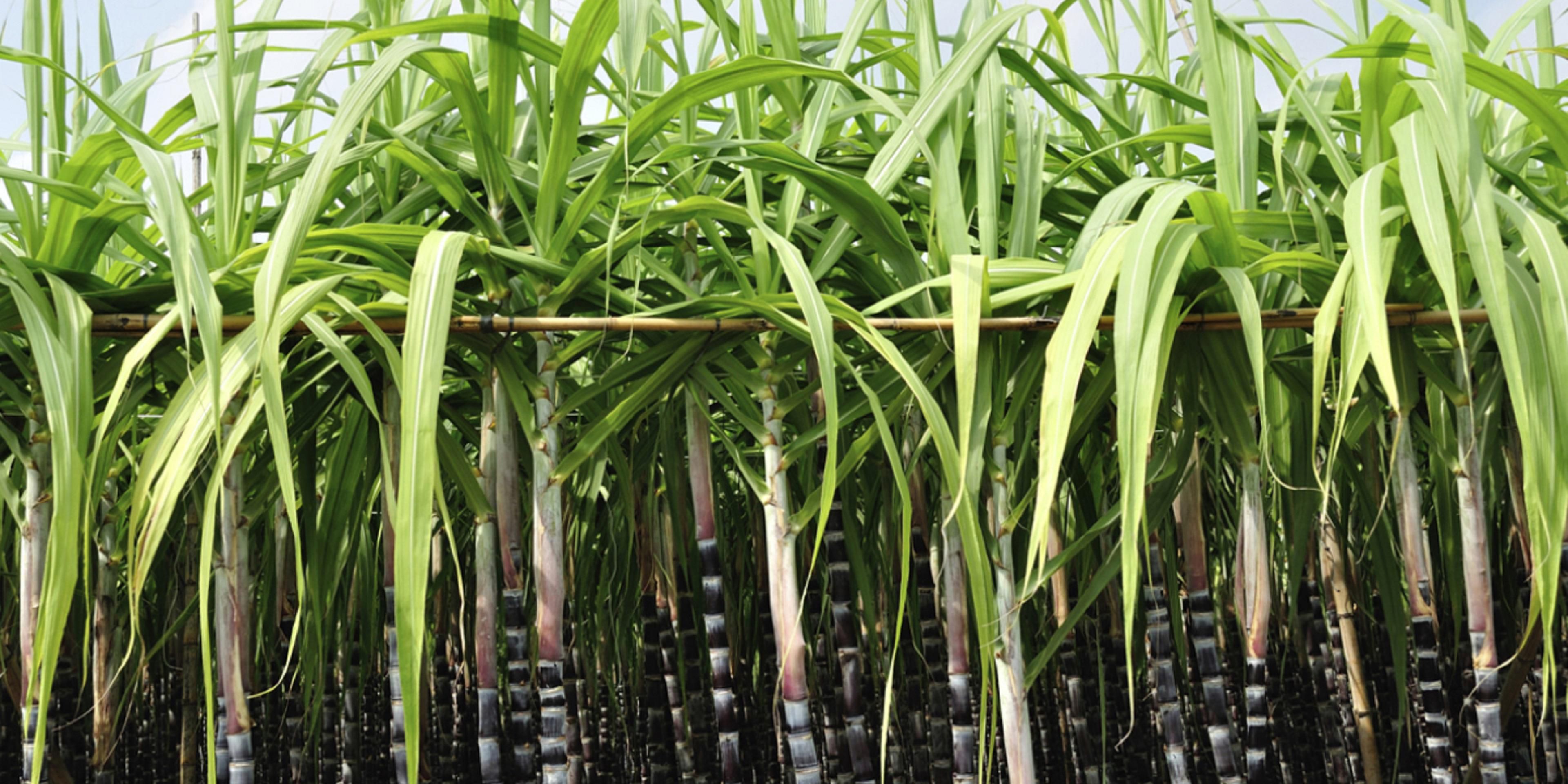 US Sugar is a recognized leader in growing sugarcane, citrus and sweet corn.  Our hotel is located about 2 miles from the mill.  They offer tours through the chamber and we have negotiated rates for the contractors