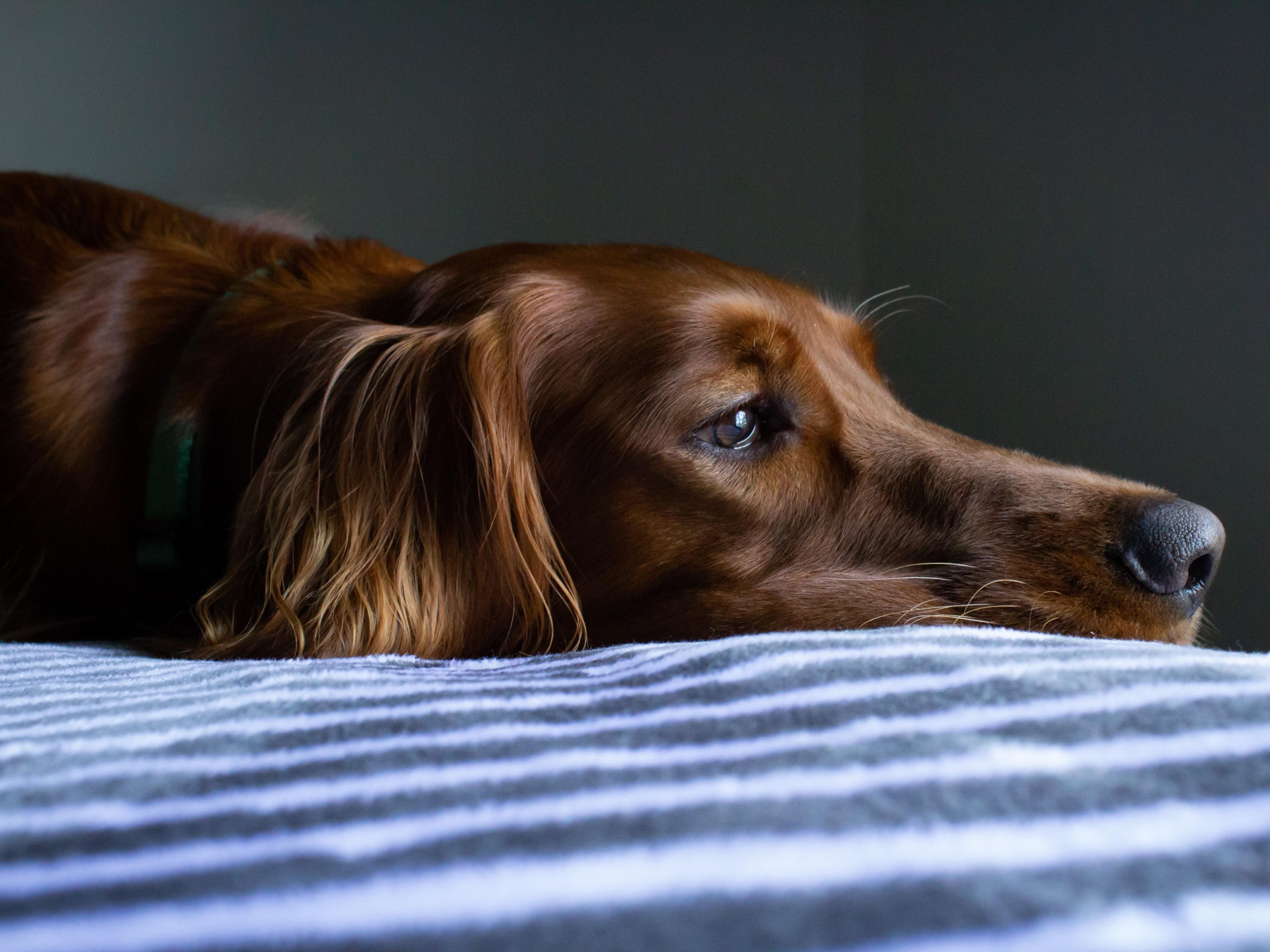 私たちのホテルにご滞在とき、毛皮で覆われた友達をあなたと一緒に休暇に連れて行ってください。犬をお迎えするのが大好きです。ペットポリシーをご覧いただき、現在の制限事項とごご滞在に対する最低料金をご確認ください。 
