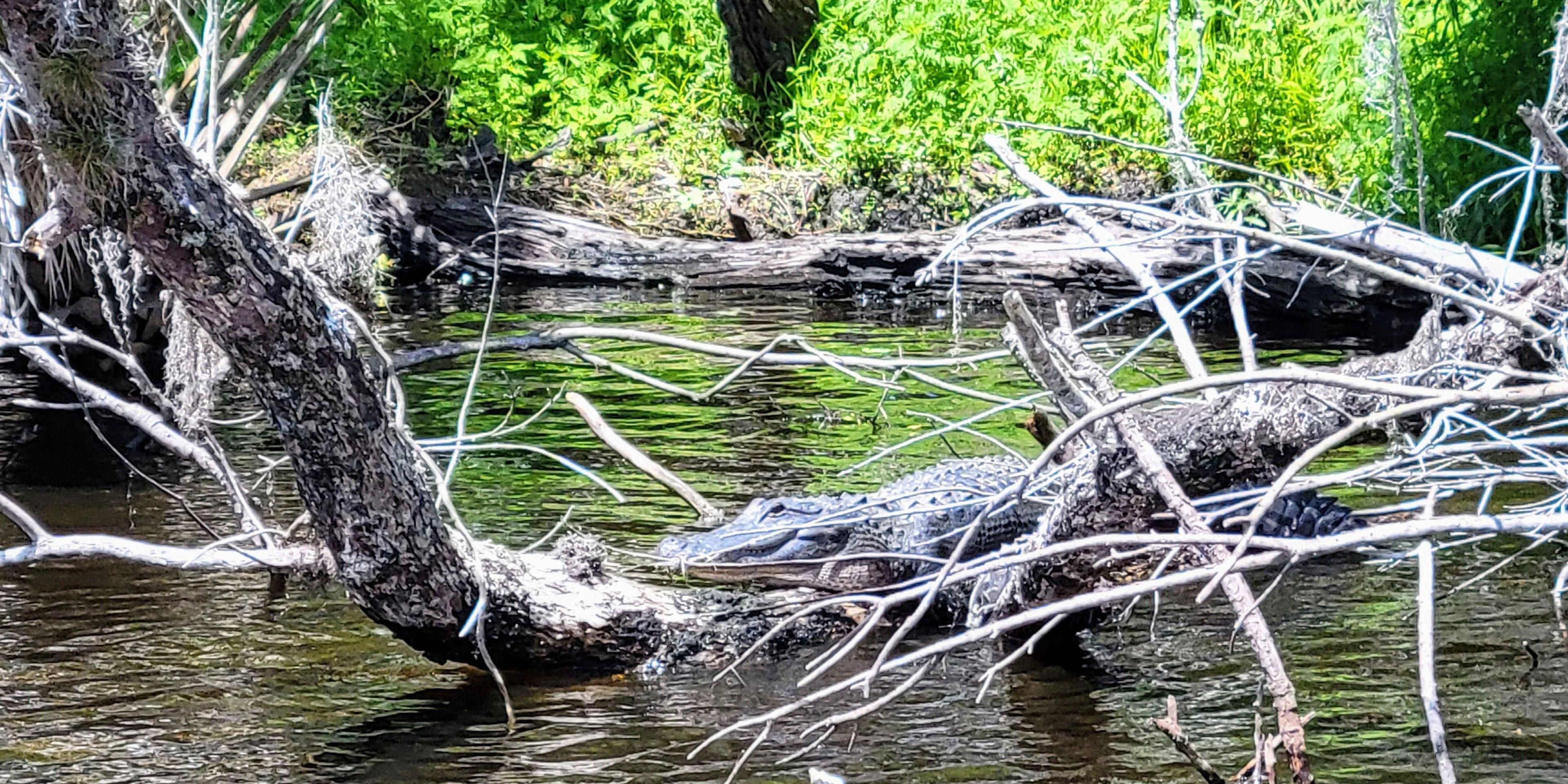 The Holiday Inn Express DeLand South is located in a region of extraordinary aquatic diversity that includes three first-magnitude springs, the “black” waters of the richly historic St. Johns River, the second largest lake in Florida, and the most biodiverse estuary in North America. 