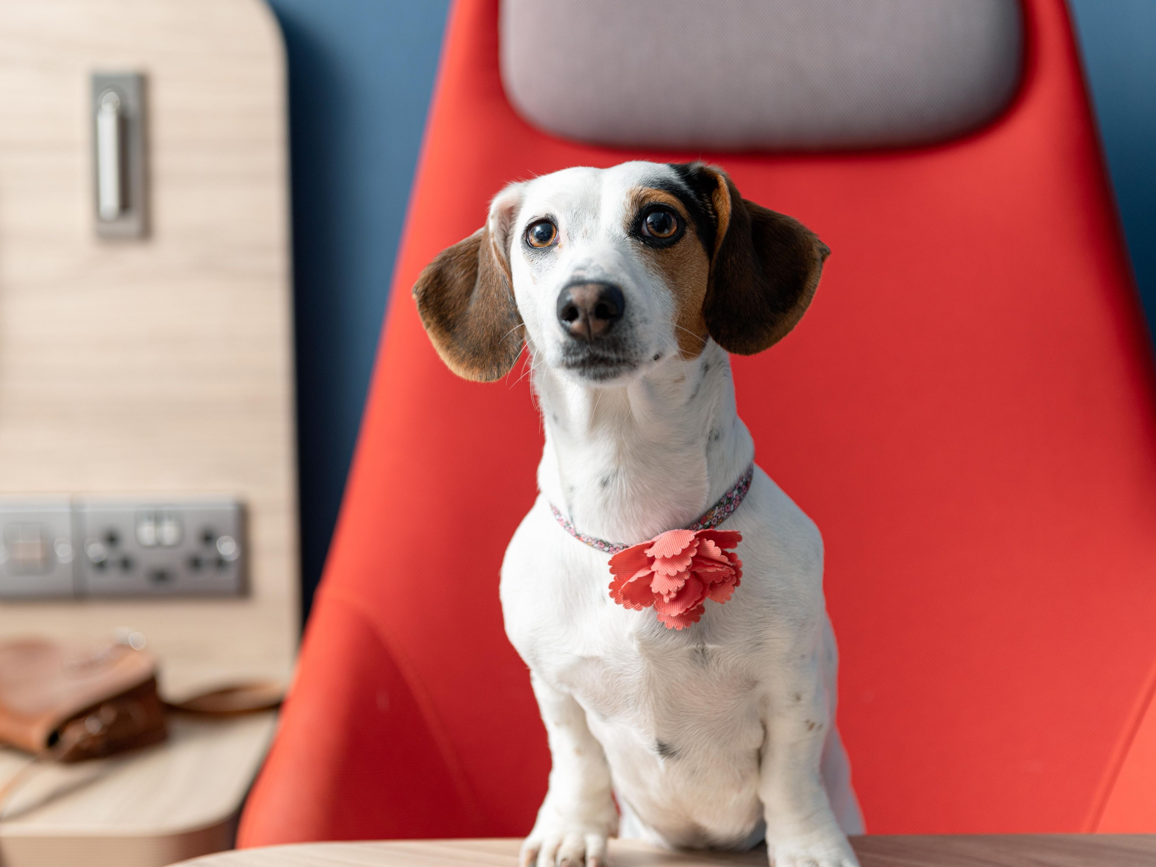 We welcome assistance and pet dogs. Please check availability before booking due to the select amount of rooms your pets can stay in with us. Our standard pet fee is €30 per pet per night, please contact reception for our full pet policy. We look forward to welcoming you and your furry friend soon.