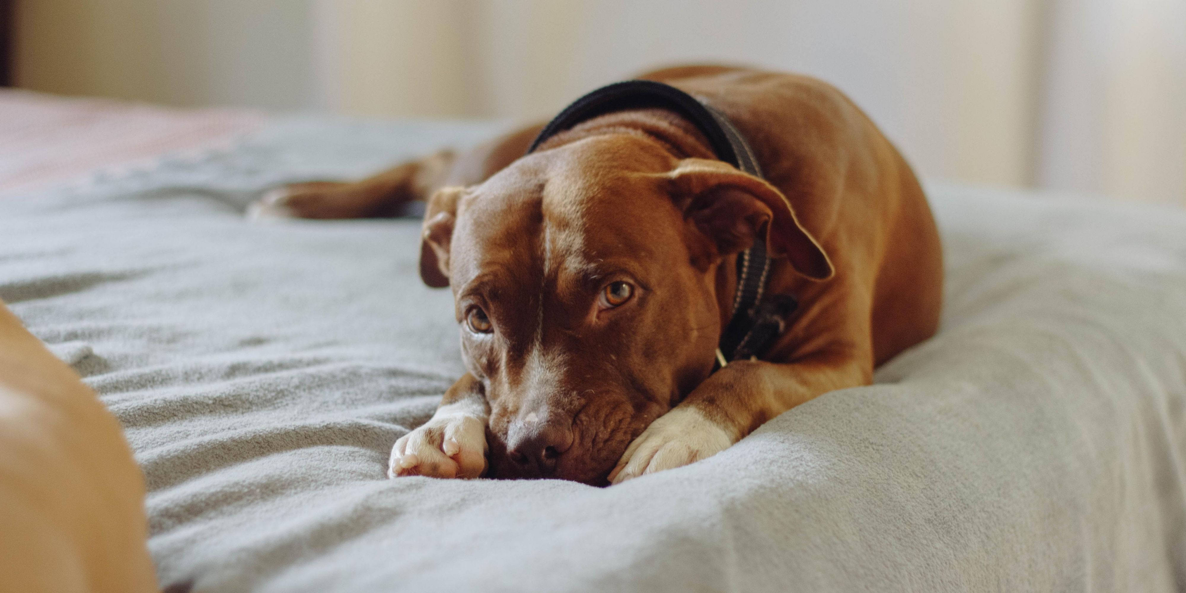 Bring your furry friends with you on vacation when you stay at our hotel. We love having dogs visit us. View our pet policy to see what any current restrictions are, and our minimal pet fee for their stay. 
