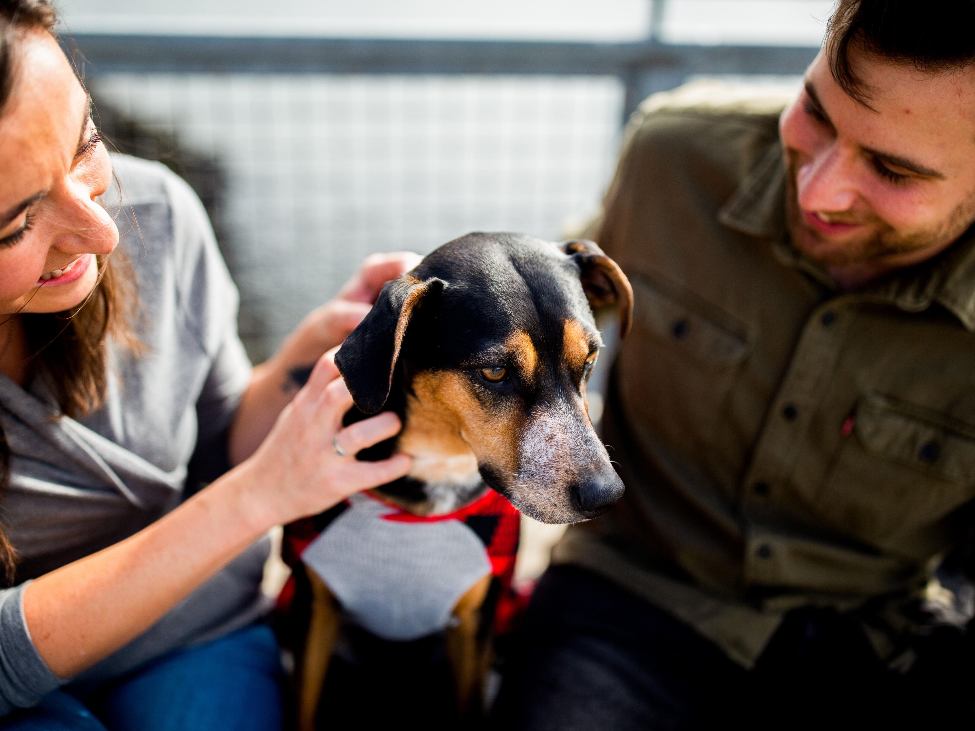 Bring the whole family including Fido for a staycation! Relax in our heated indoor pool and whirlpool and enjoy our complimentary hot breakfast!