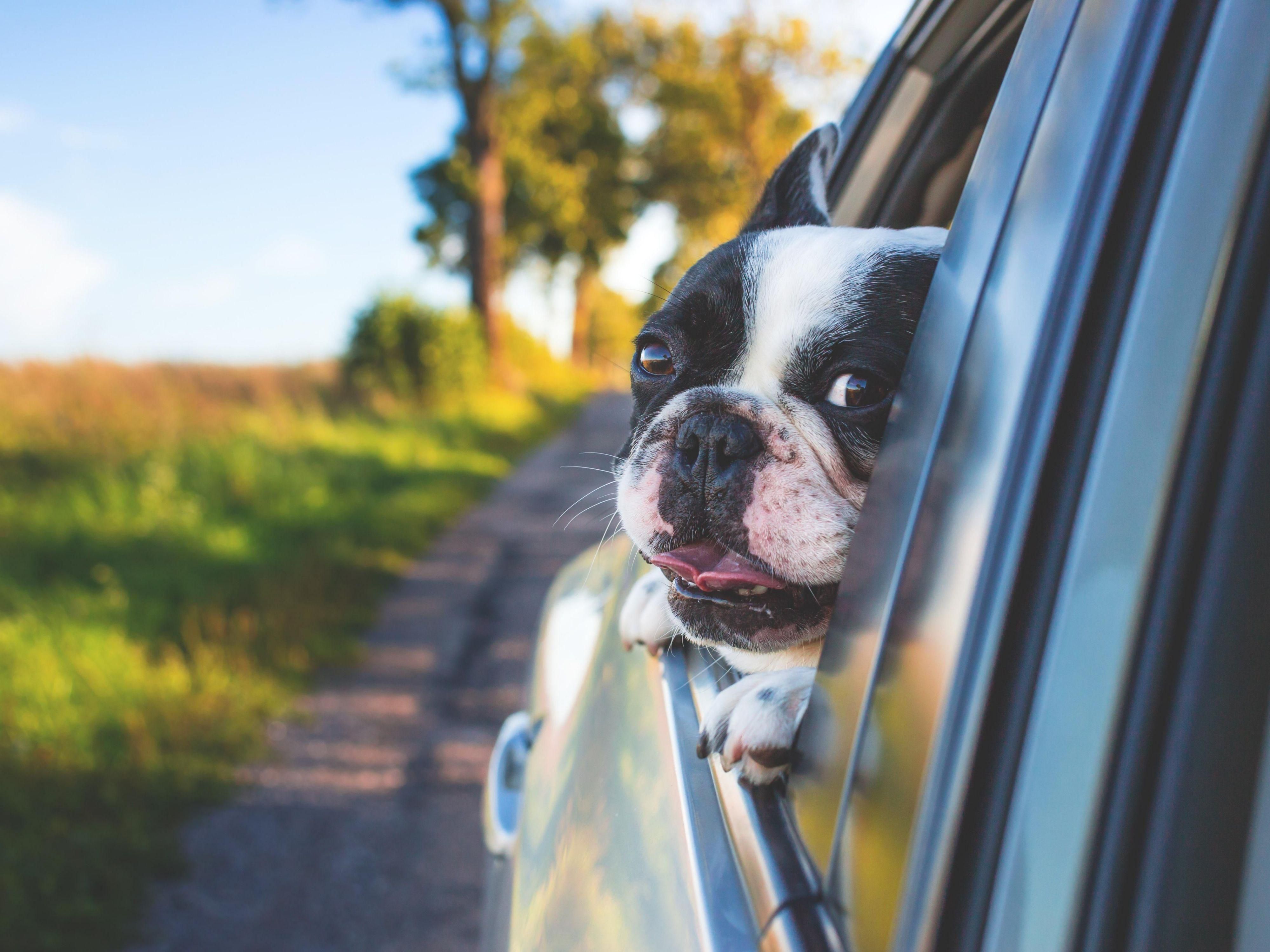 Plenty of outdoor green space and dog treats at the front desk, your furry friends will love our hotel as much as you do! Outdoor areas are equipped with dog waste bags and trash cans for your convenience.